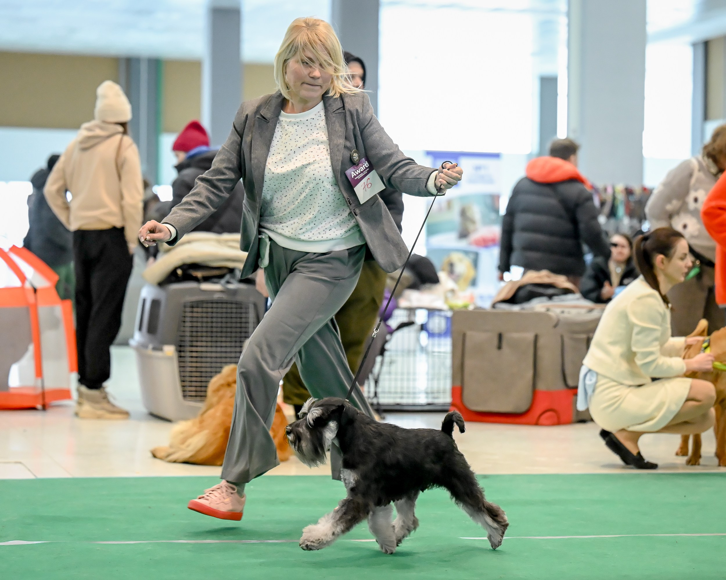 Цафир/ Delinso Balance Сzafir Lumier. Питомник цвергшнауцеров в Беларуси «Делинсо Бэлэнс»