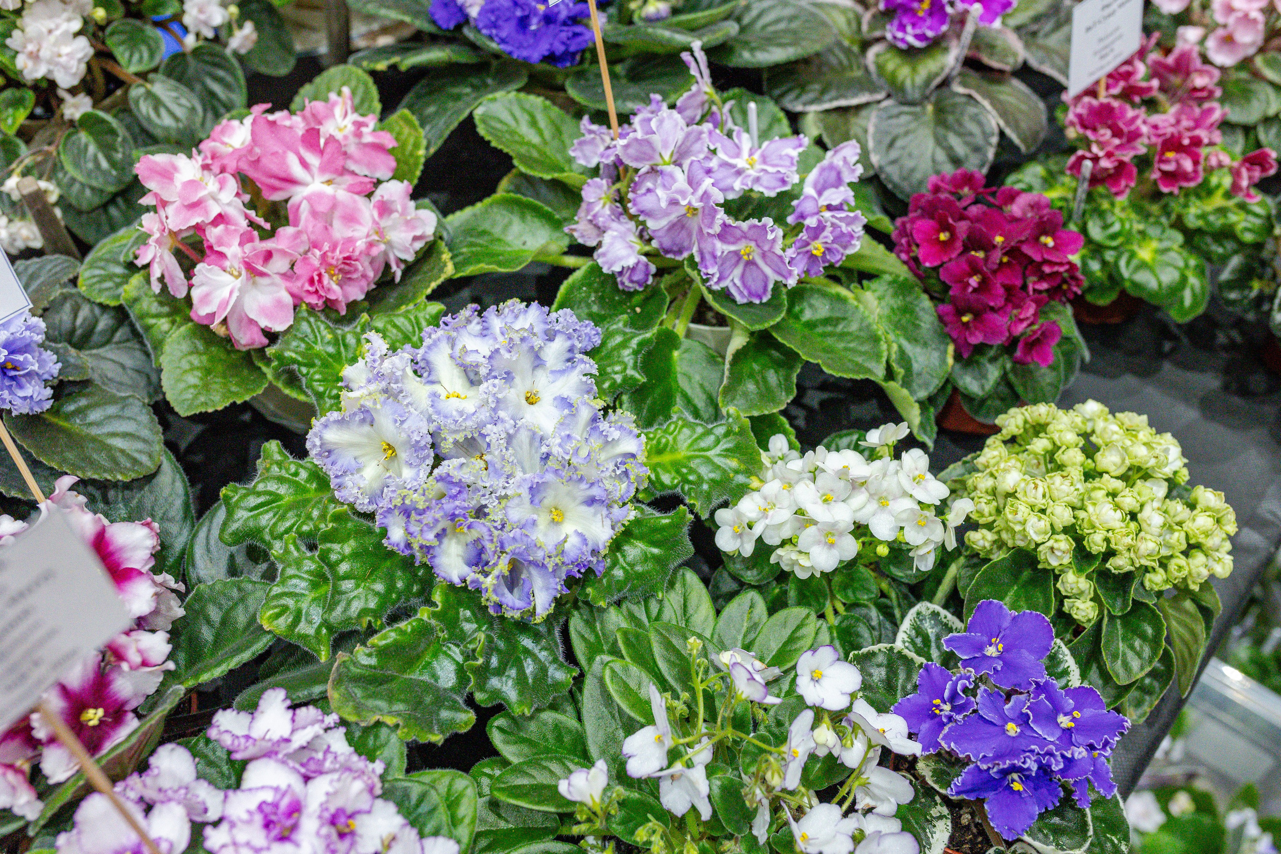 Монстериум апрель 2026. Александра Куликова фотограф, Москва