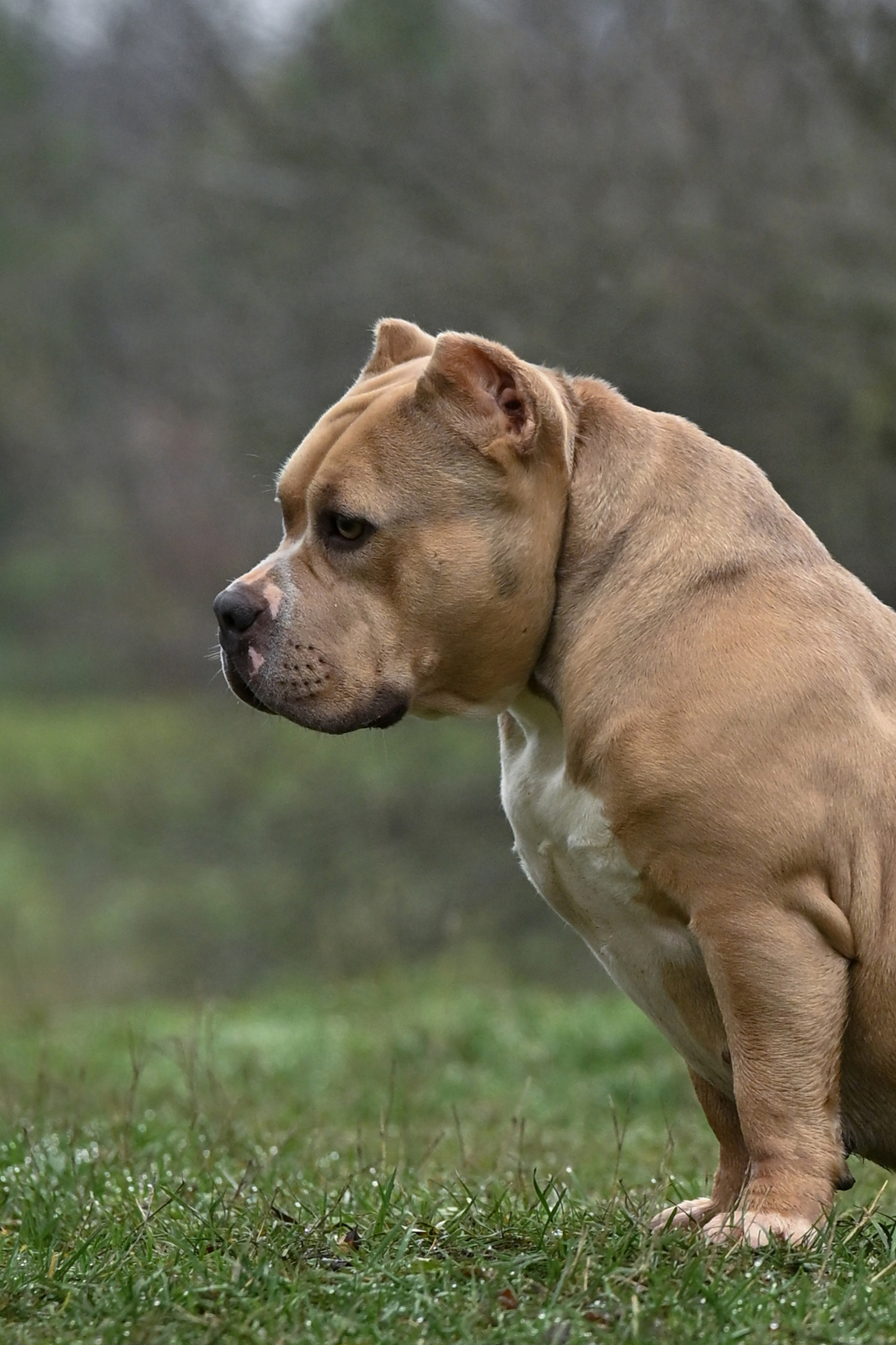 Страница Терри. Американский Булли в г. Ростов-на-Дону. Питомник THE POWER OF SIBERIA