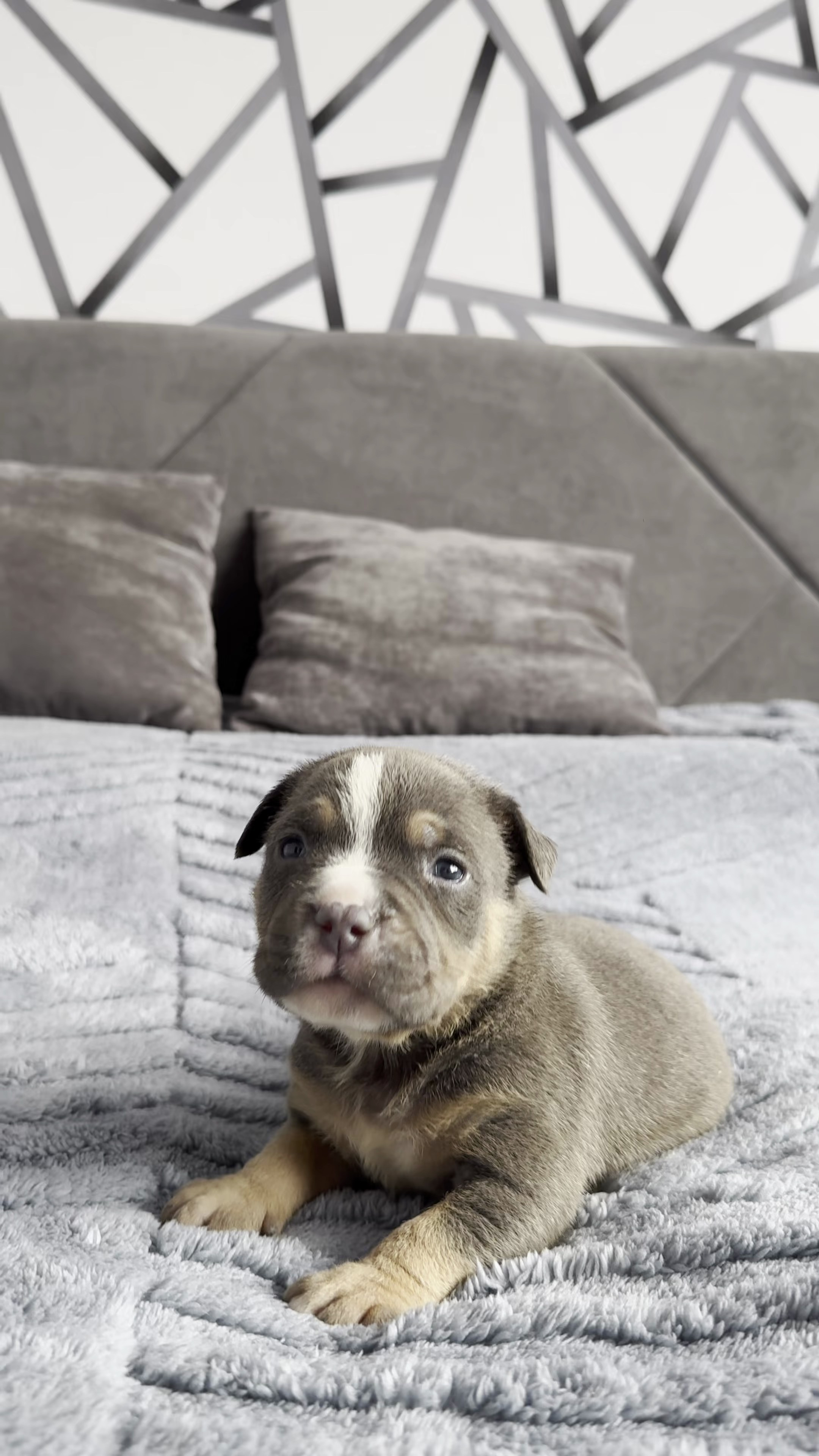 Свободные щенки Американский Булли стандарт и Свободные щенки Американский Булли классик. Американский Булли в г. Ростов-на-Дону. Питомник THE POWER OF SIBERIA