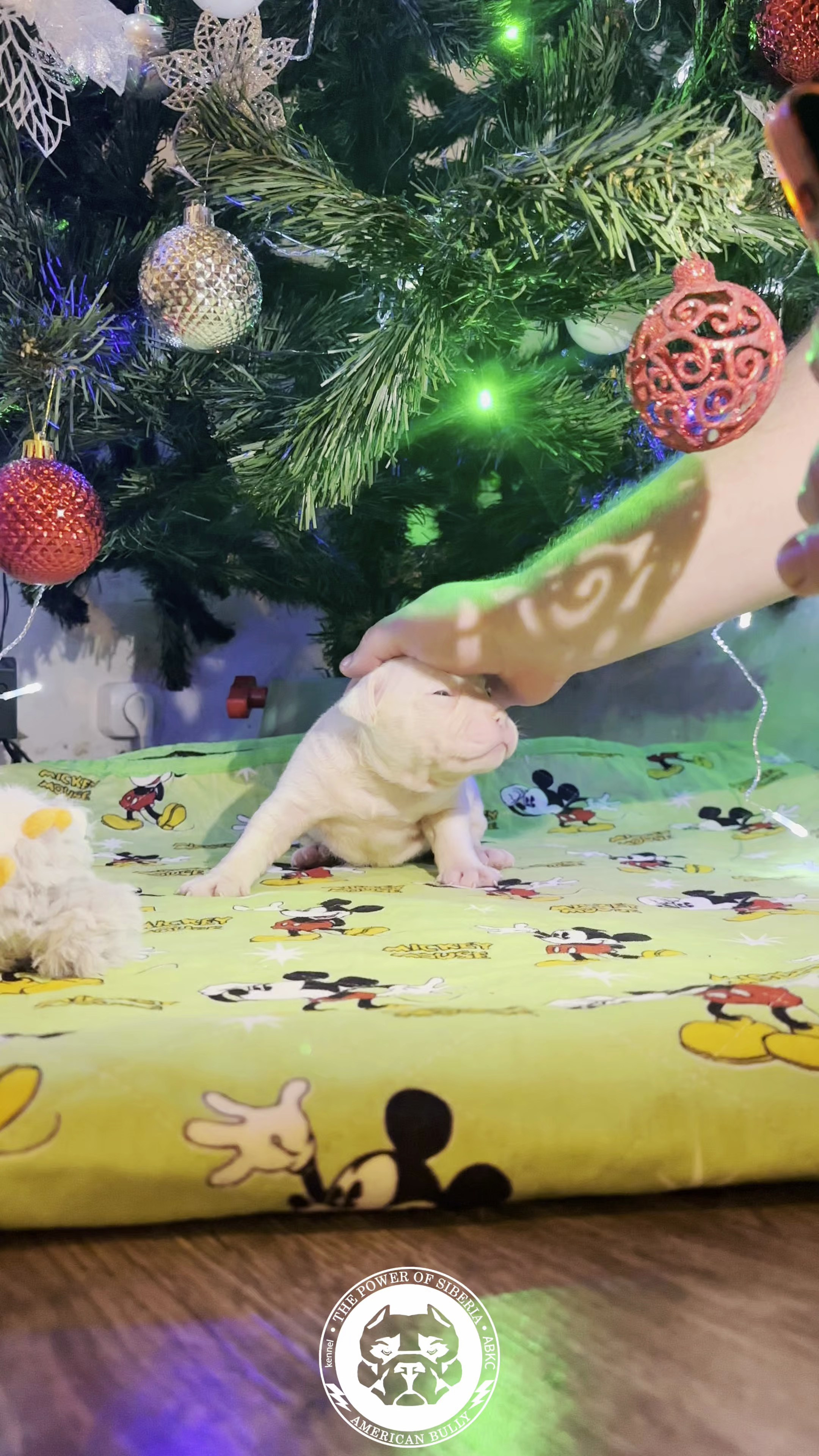 Свободные щенки «Покет». Американский Булли в г. Ростов-на-Дону. Питомник THE POWER OF SIBERIA