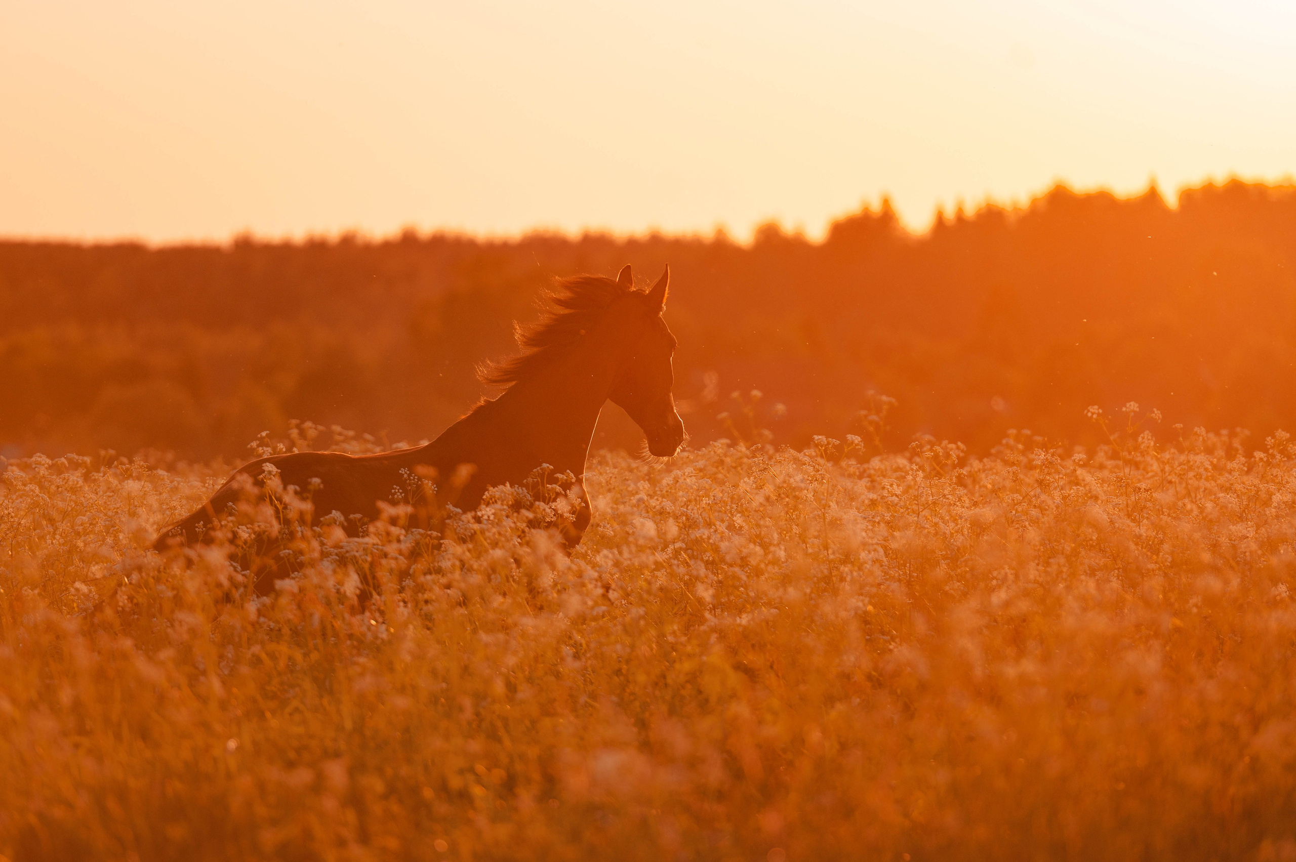 Ивори в закатных полях. Фотограф-анималист