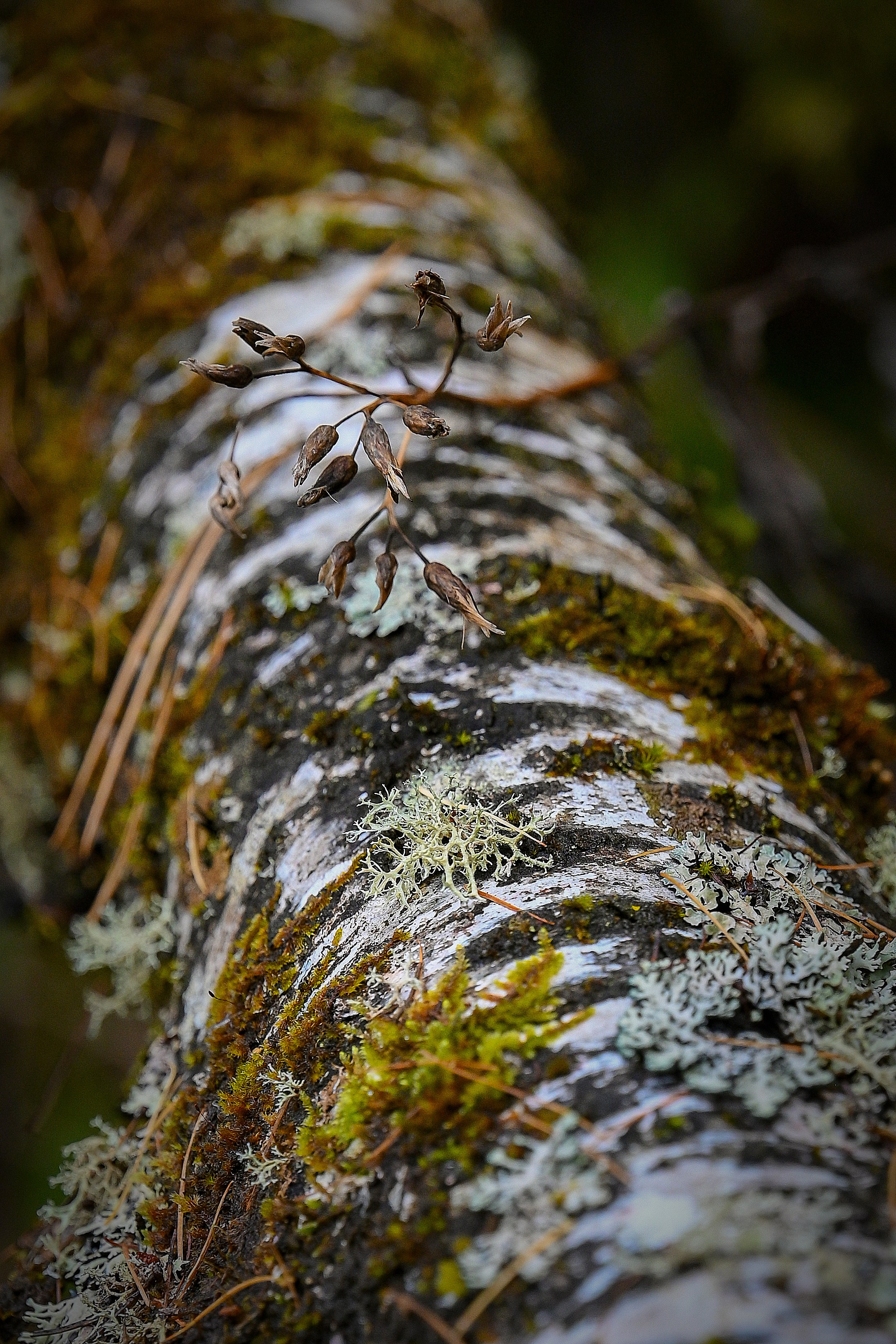 Осень. FotoGraf