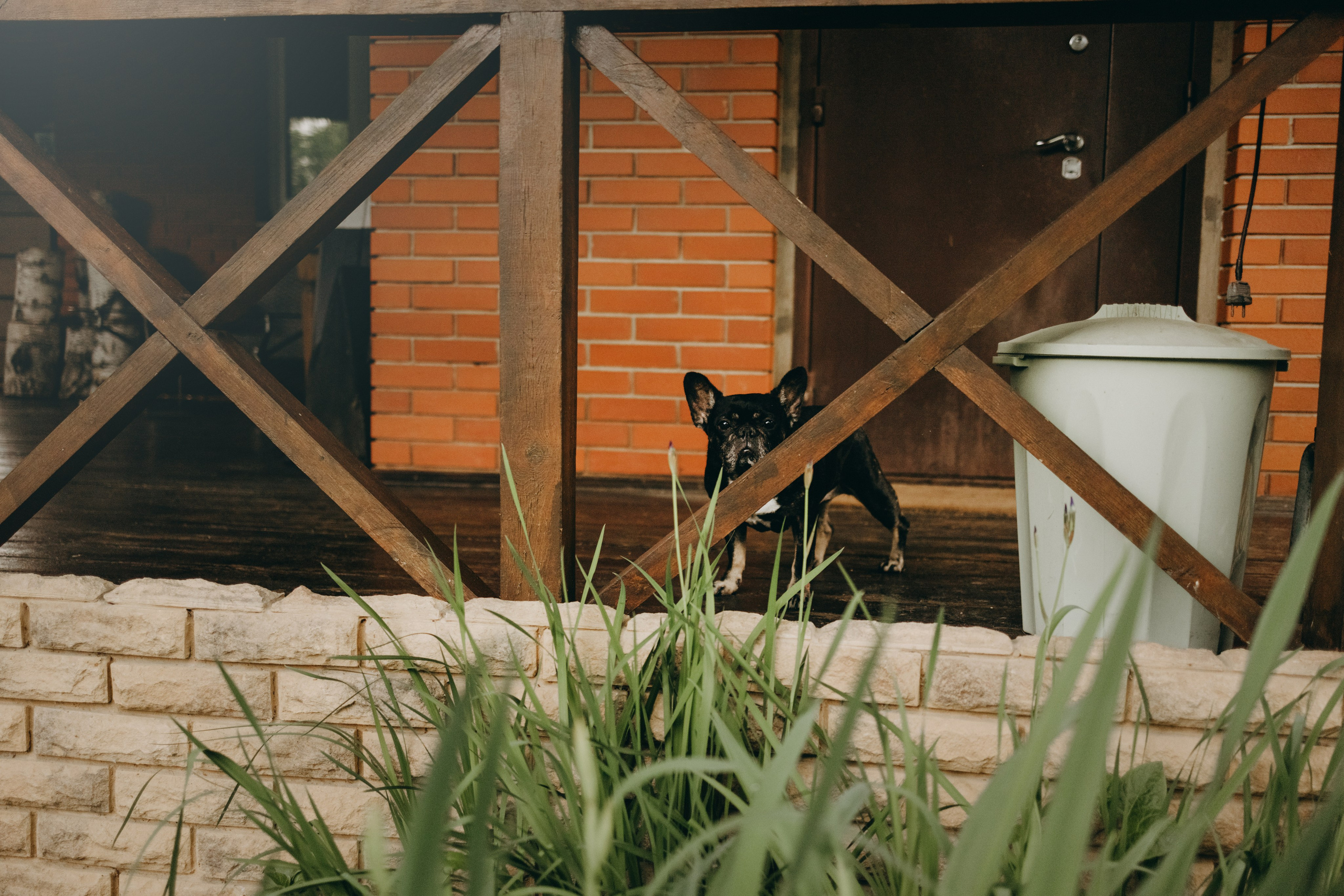 Софа и ее хвостики. Фотограф — Анималист | Санкт-Петербург