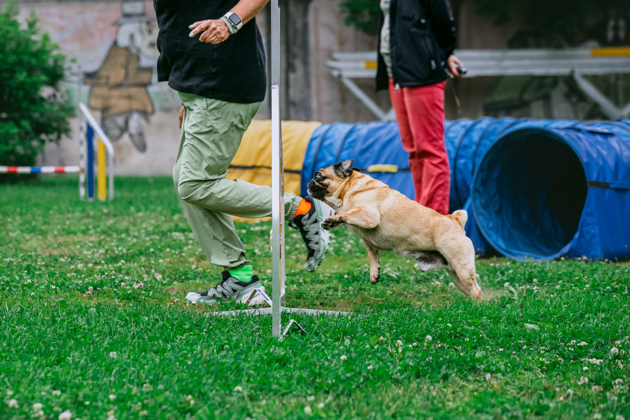 Соревнования по аджилити Долгопрудный 30.06.2025. Фотограф-анималист Татьяна Степанова