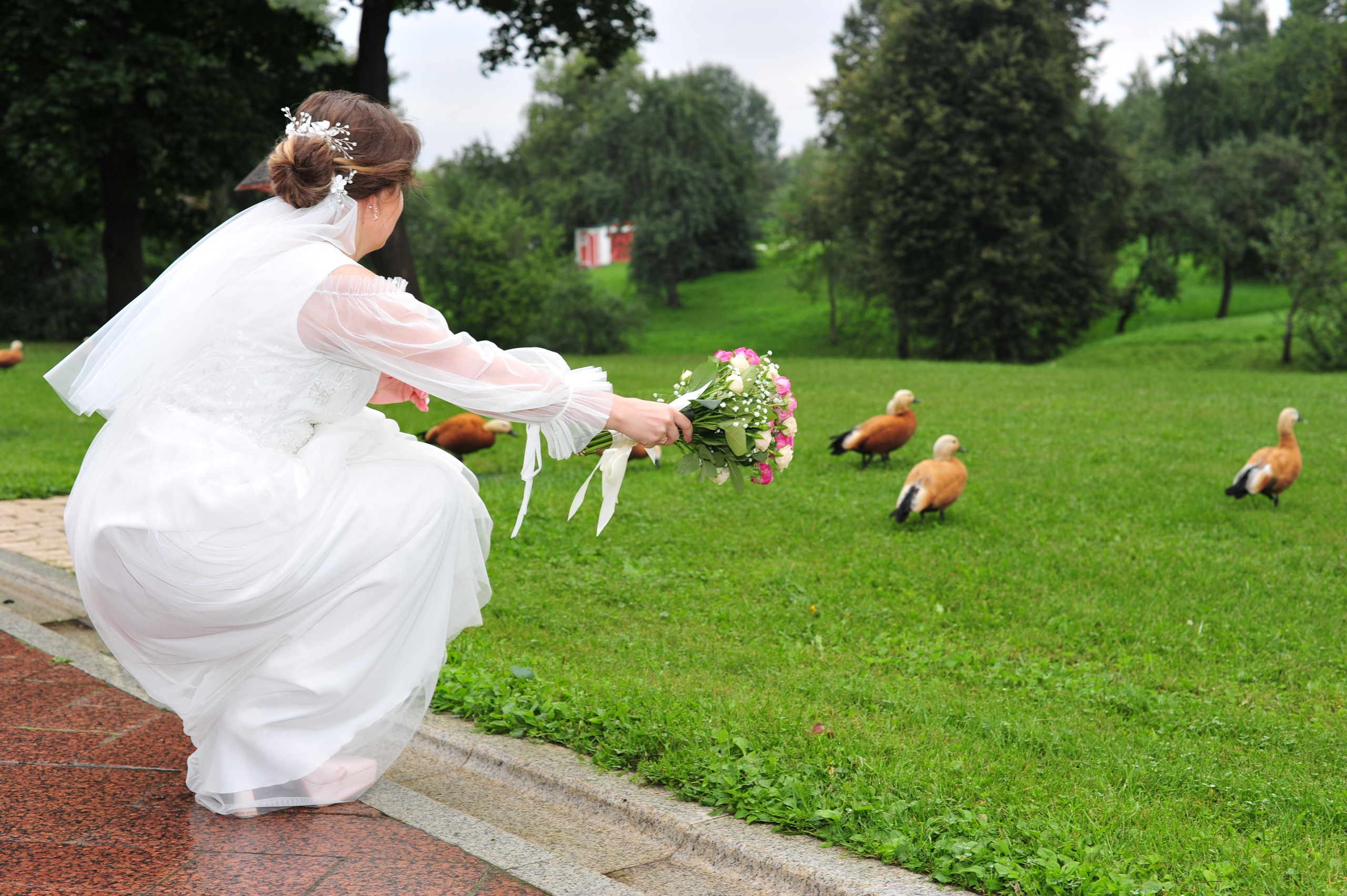 Свадьба в Царицыно пасмурным летним днем, невеста присела на корточки и смотрит на уток - огарей, гуляющих по лужайке парка 