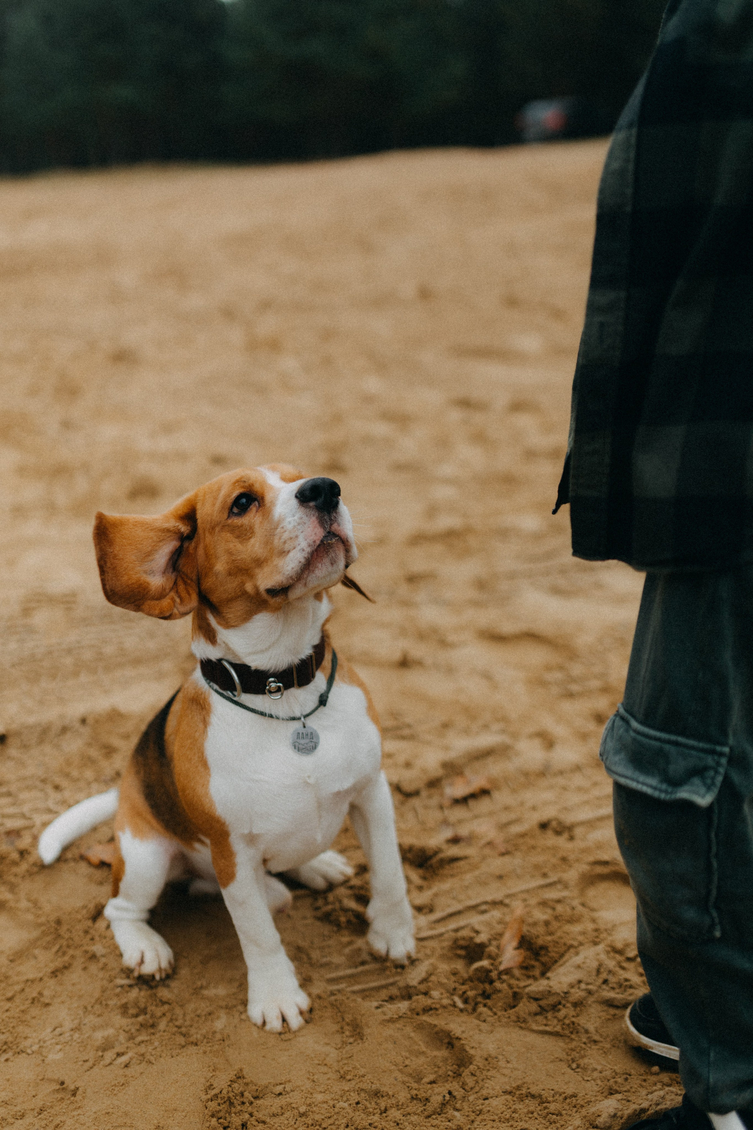 Ксюша & Федя. Прогулка с Лайдом. Фотограф НОГИНСК, Москва, Анастасия Белая