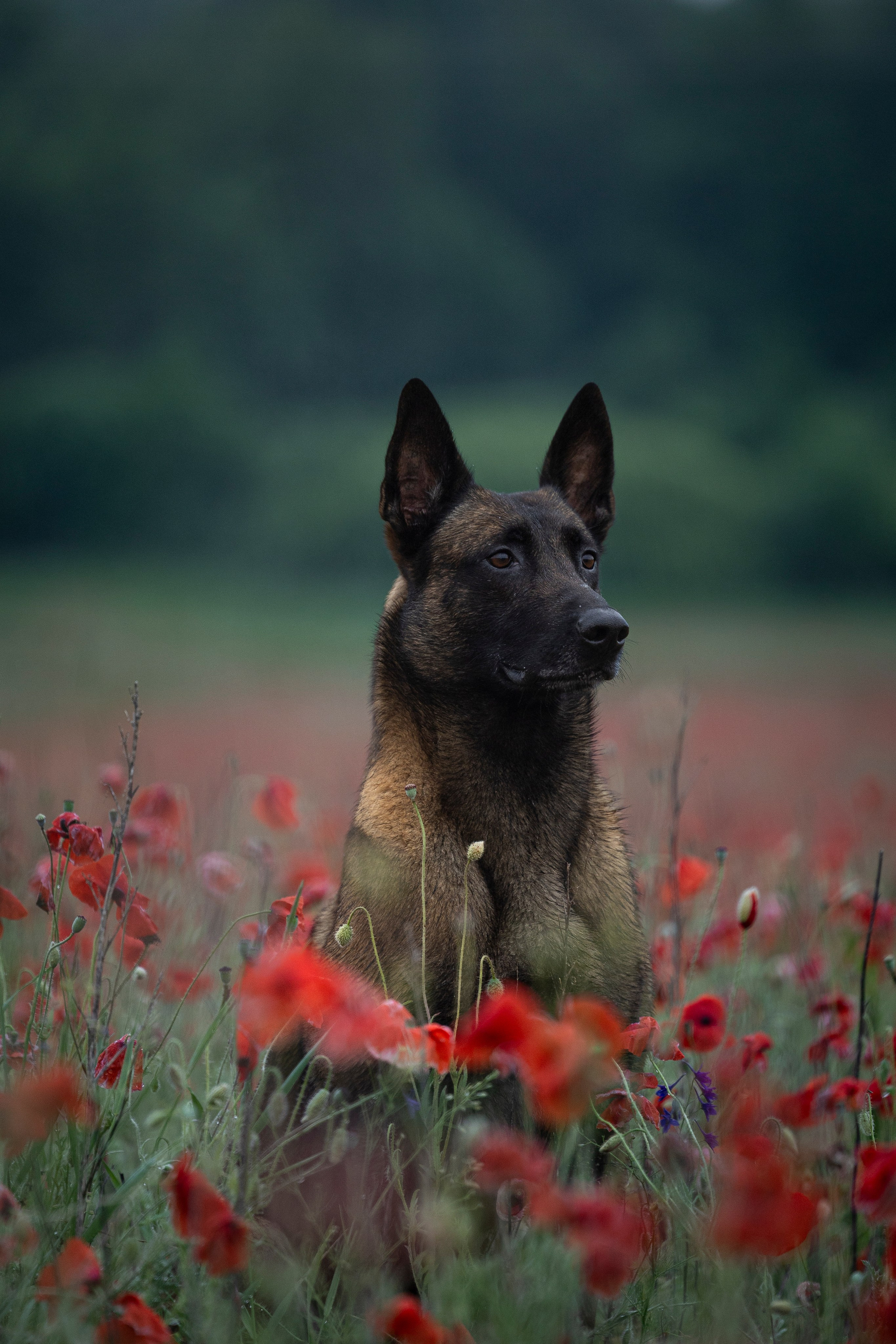 Маковое поле. Фотограф-анималист Анна Маринич