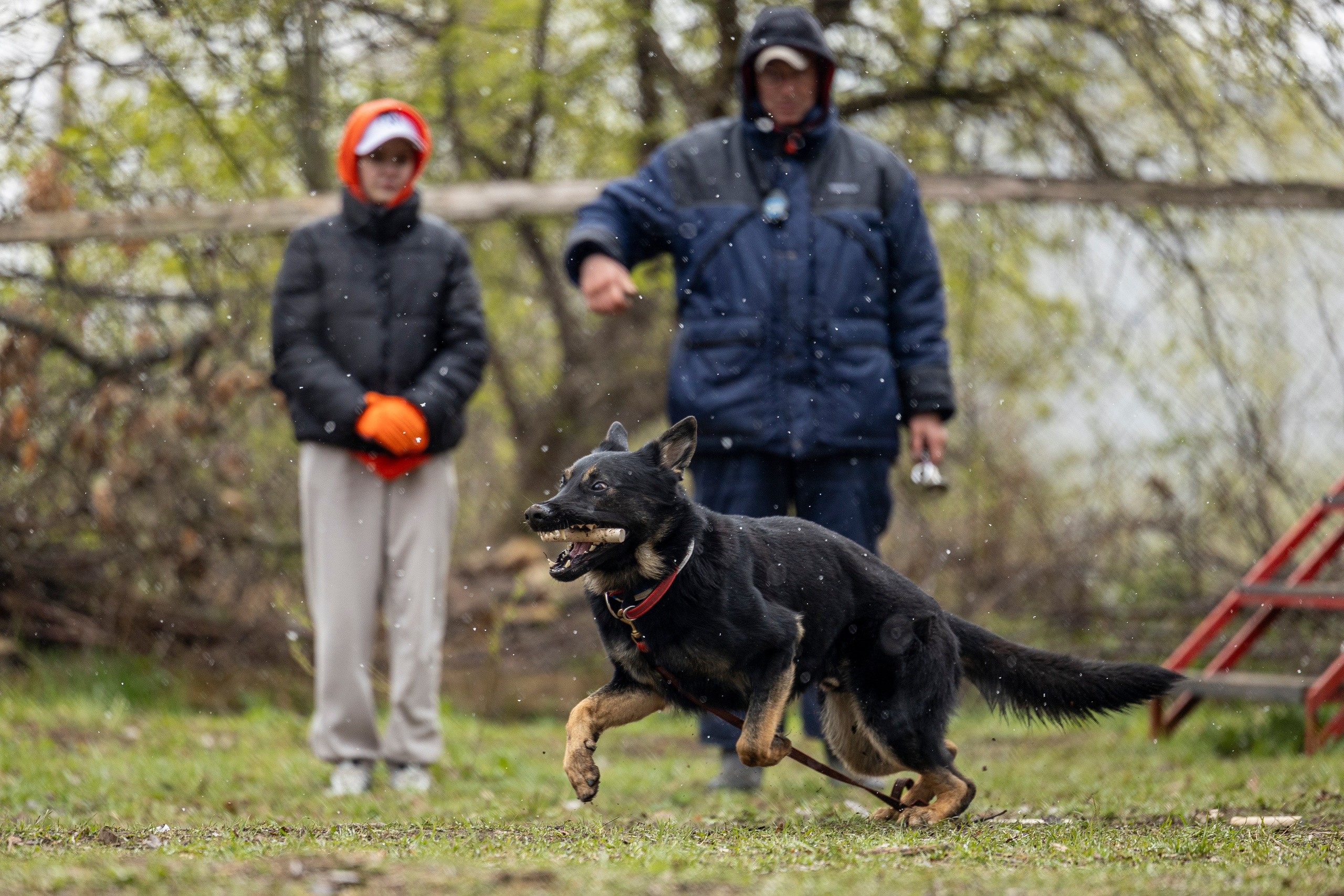 Квалификационные состязания по мондьорингу г. Вологда 11.05.24. Фотограф-анималист Анна Маринич