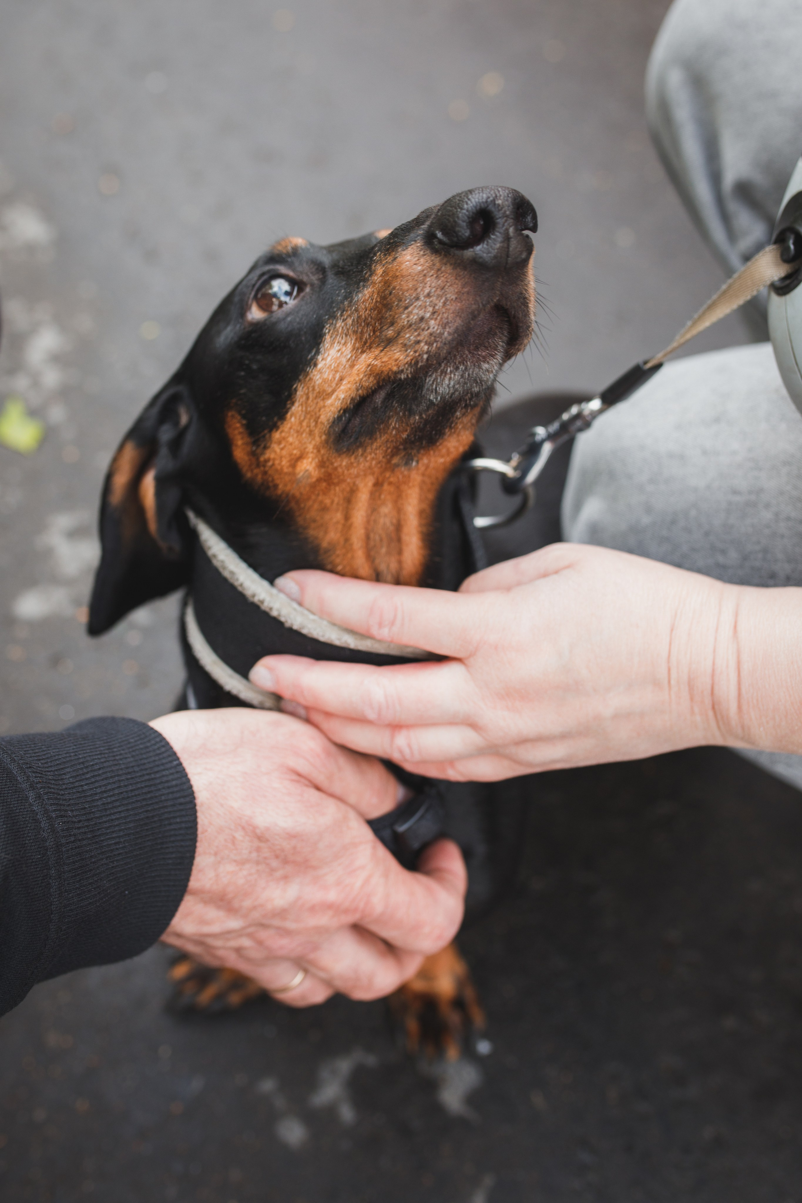 Фотопрогулка большой семьи с двумя собаками летом. Семейный и школьный фотограф в Москве Анна Ткач