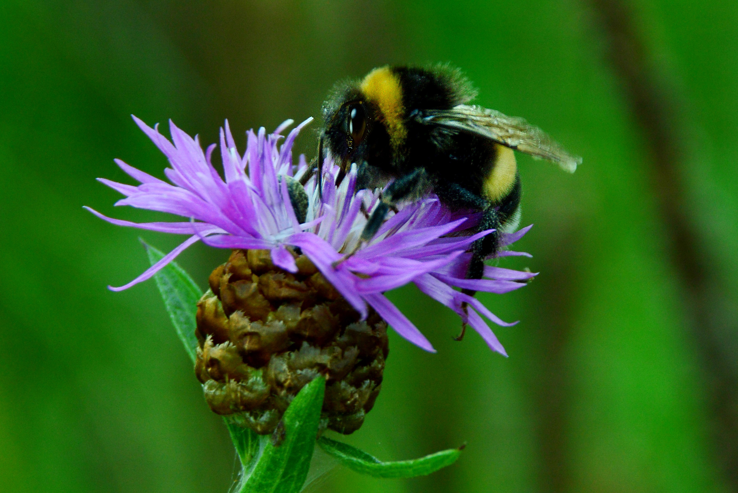 Природа. Главная