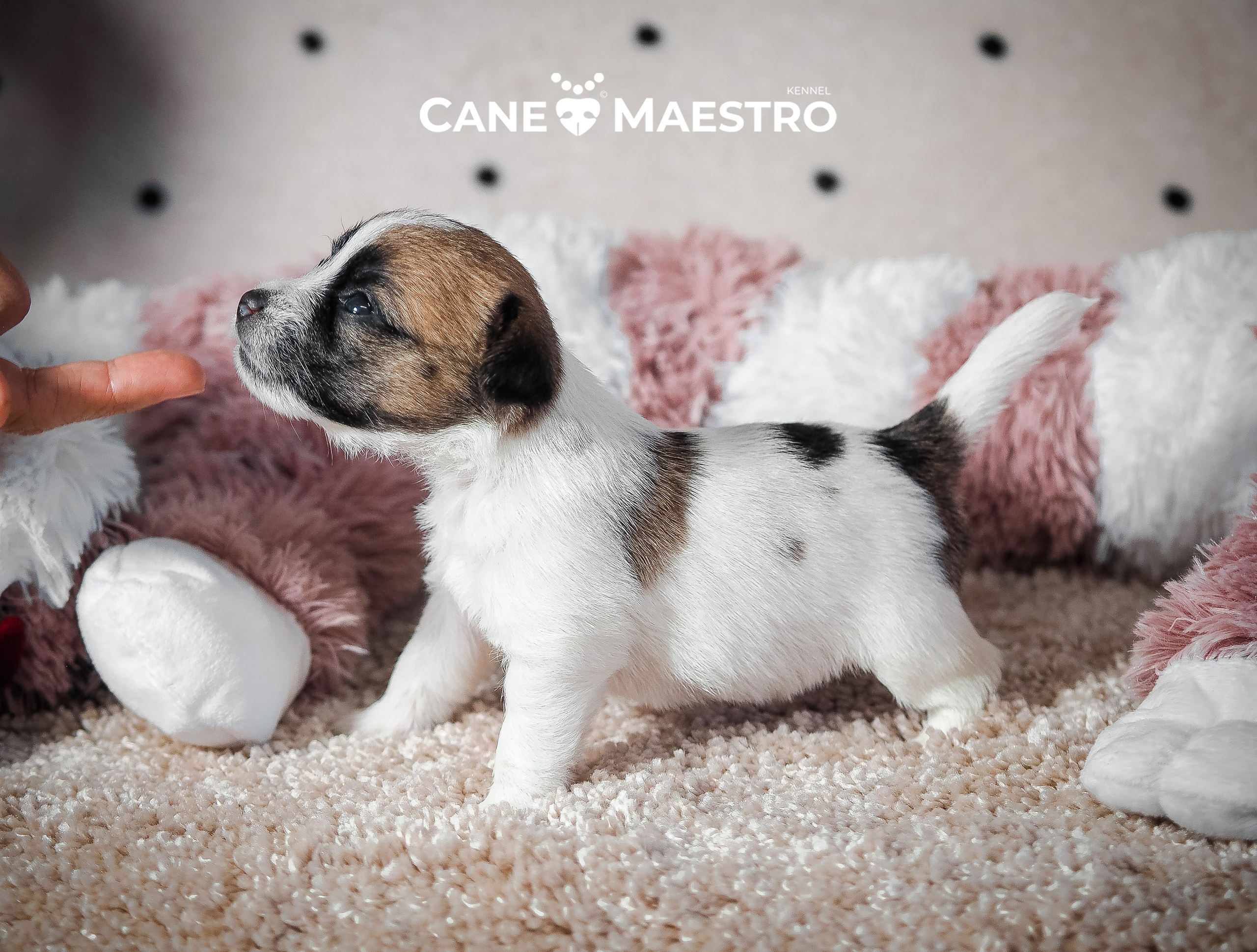 X_female_2_b-t. CANE MAESTRO — kennel Jack Russell Terrier