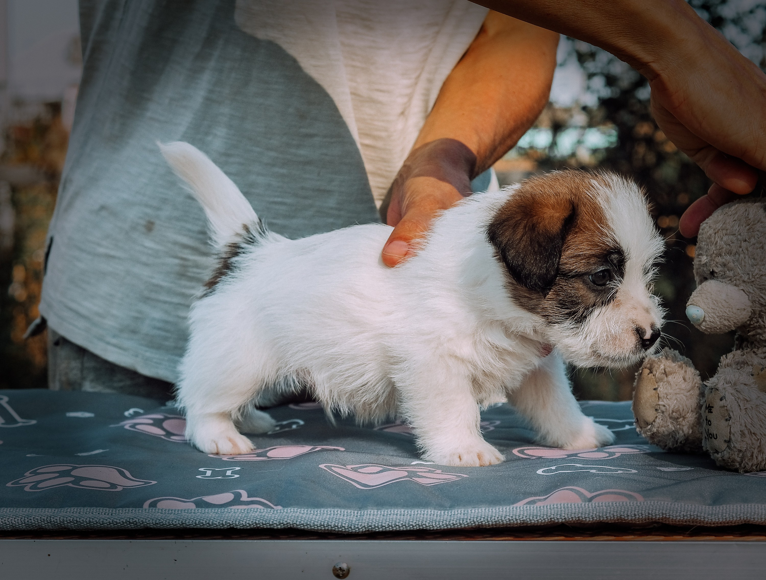 X_MAL_3_БРЫЖ. CANE MAESTRO — kennel Jack Russell Terrier