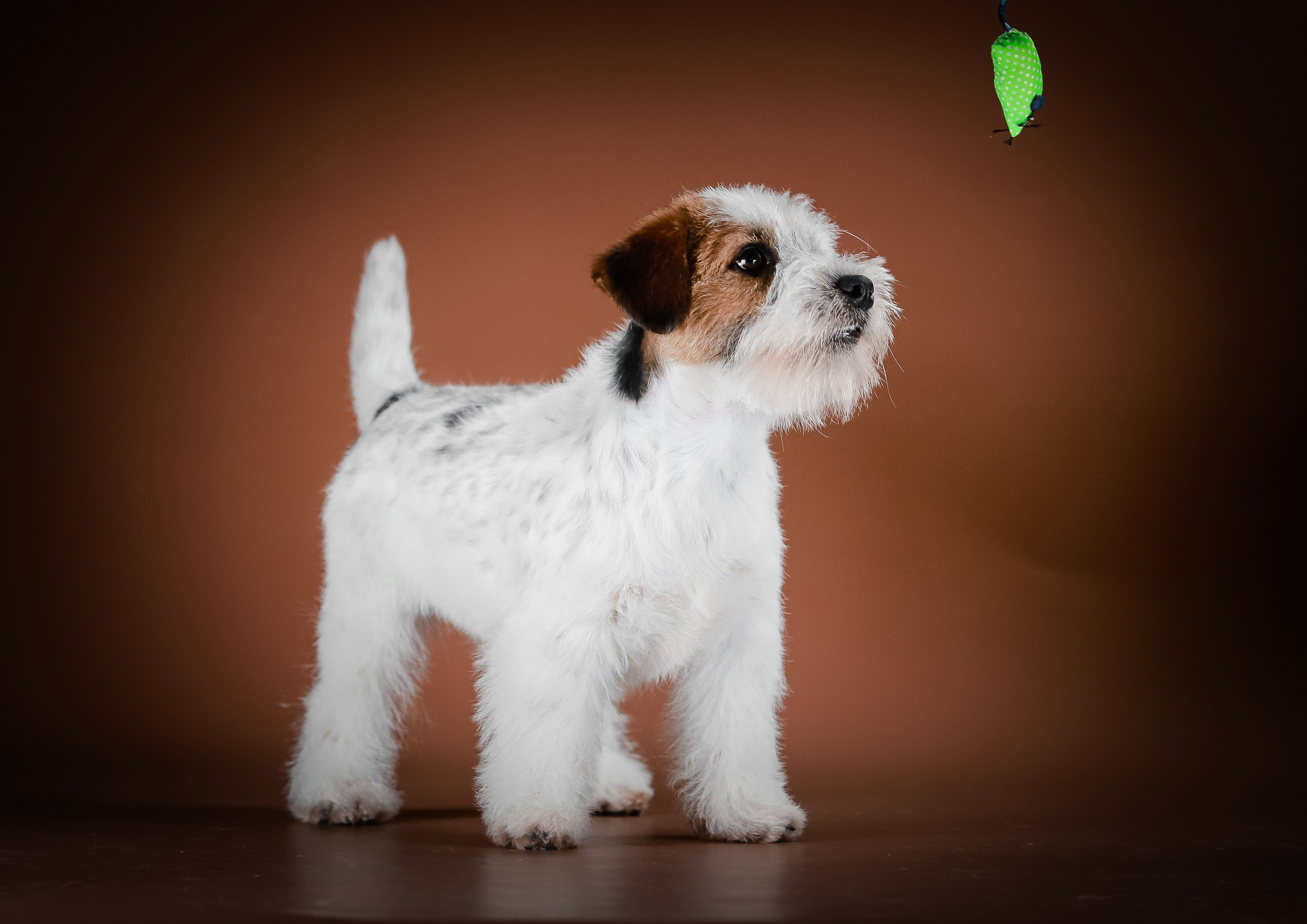 Триколорный кобель. Жесткошерстный. Джек рассел терьер продажа. КАНЕ МАЭСТРО — питомник Джек рассел терьеров