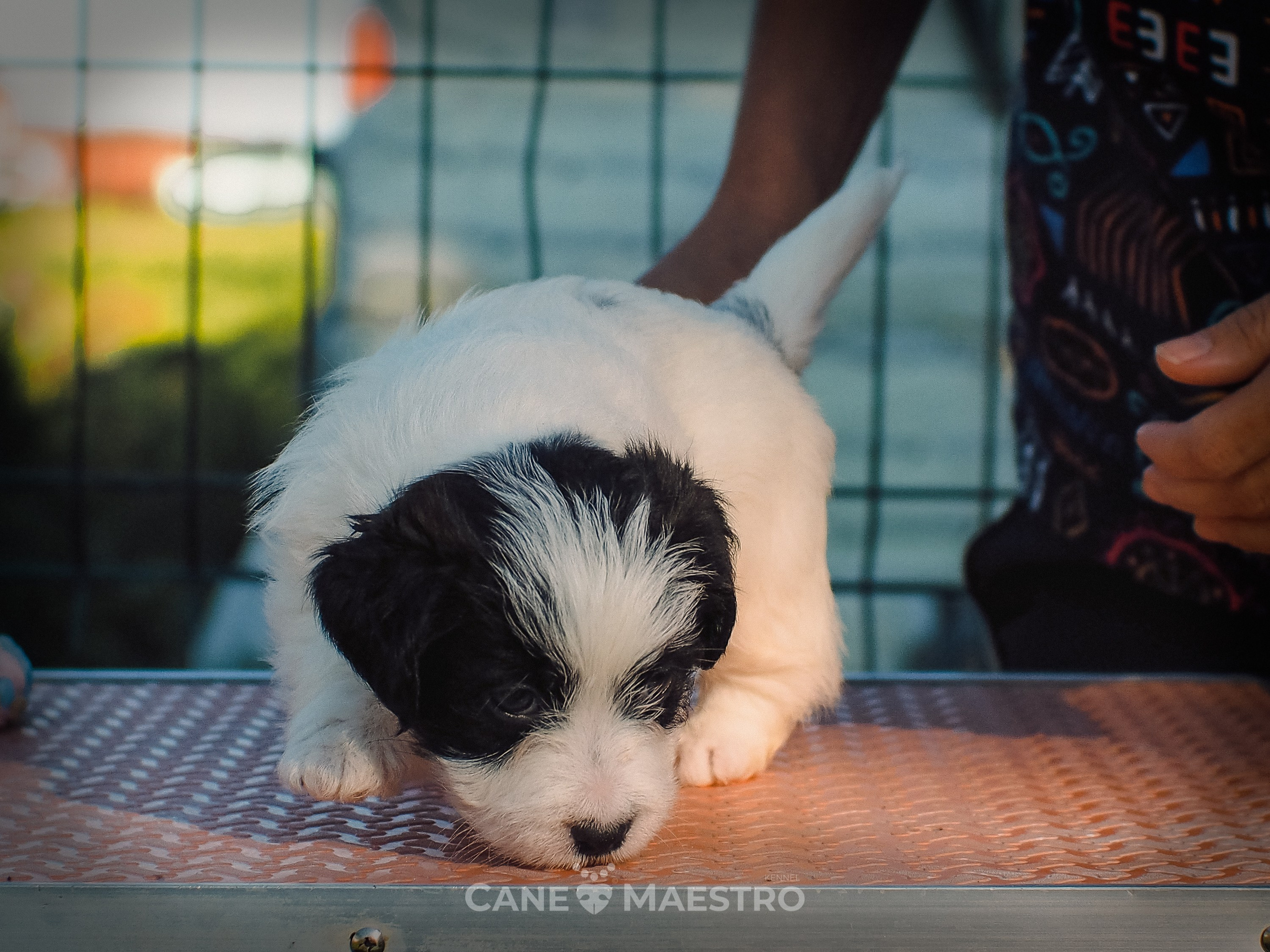 КОБZ_4_ЧБ_27_08_25. CANE MAESTRO — kennel Jack Russell Terrier