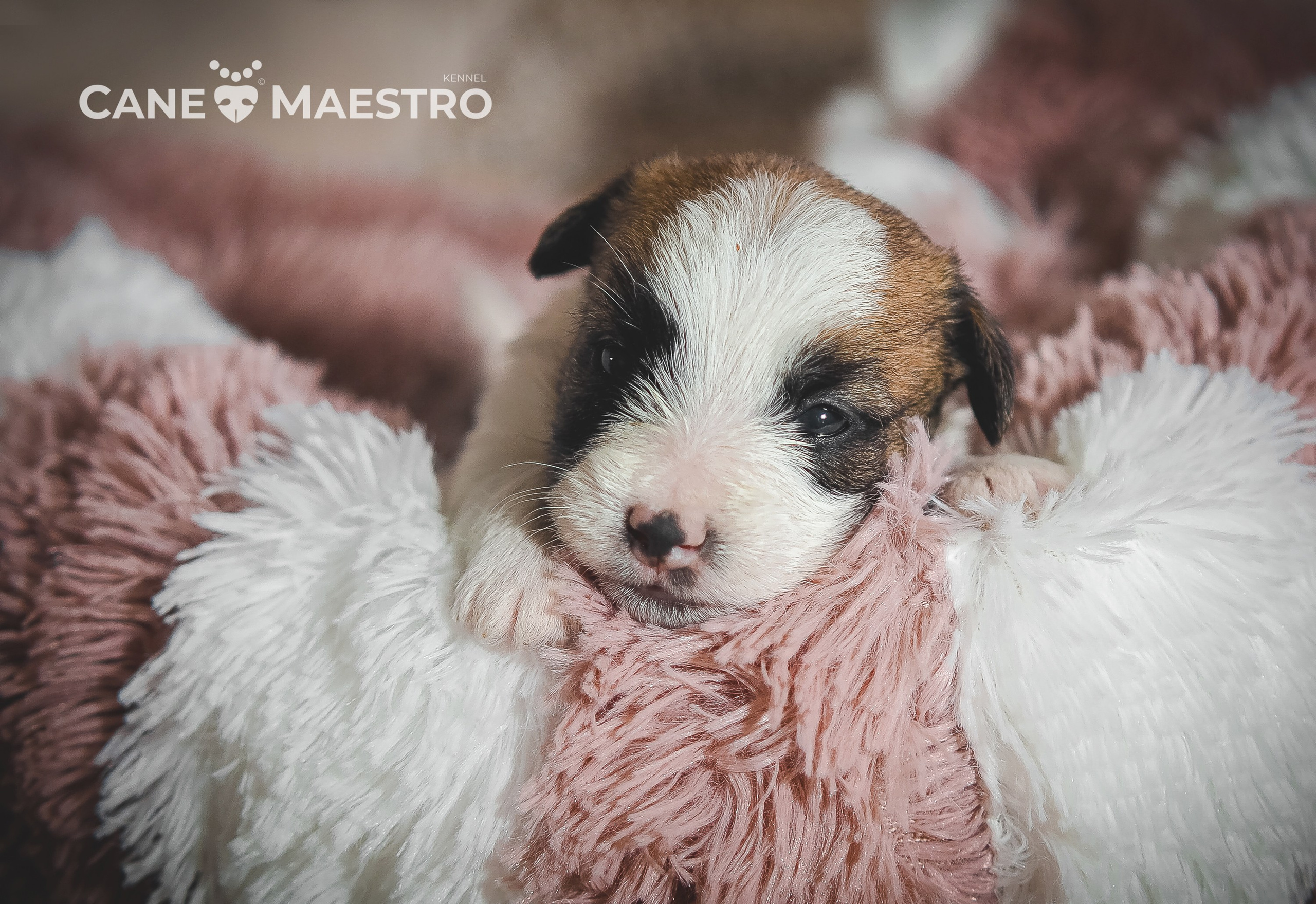 Щенок кобель ДРТ. КАНЕ МАЭСТРО — питомник Джек рассел терьеров