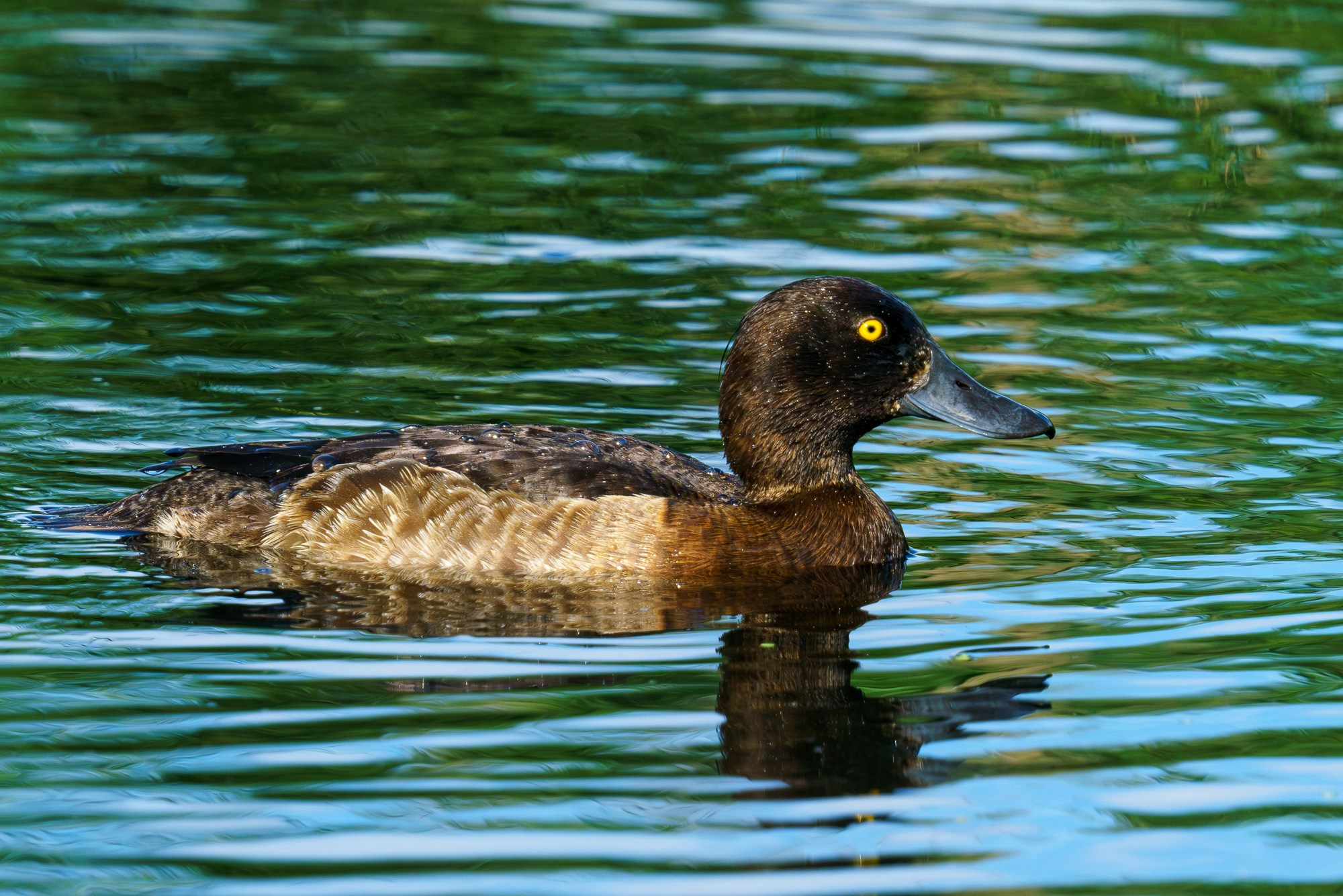 Удивительные мир птиц. Вокруг нас столько прекрасного — присмотритесь!. Ваш личный фотограф Марина Волкова
