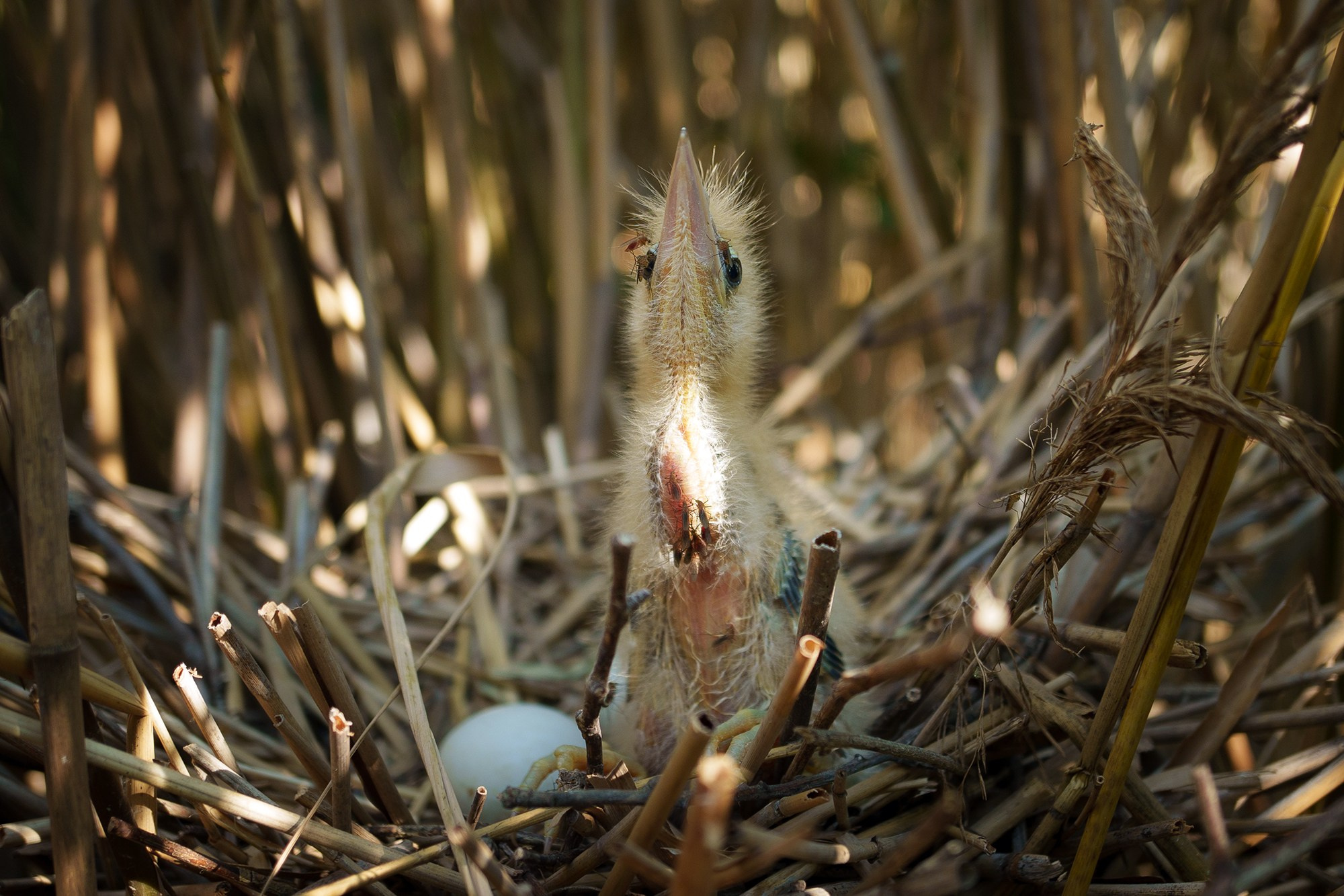 Удивительные мир птиц. Вокруг нас столько прекрасного — присмотритесь!. Ваш личный фотограф Марина Волкова