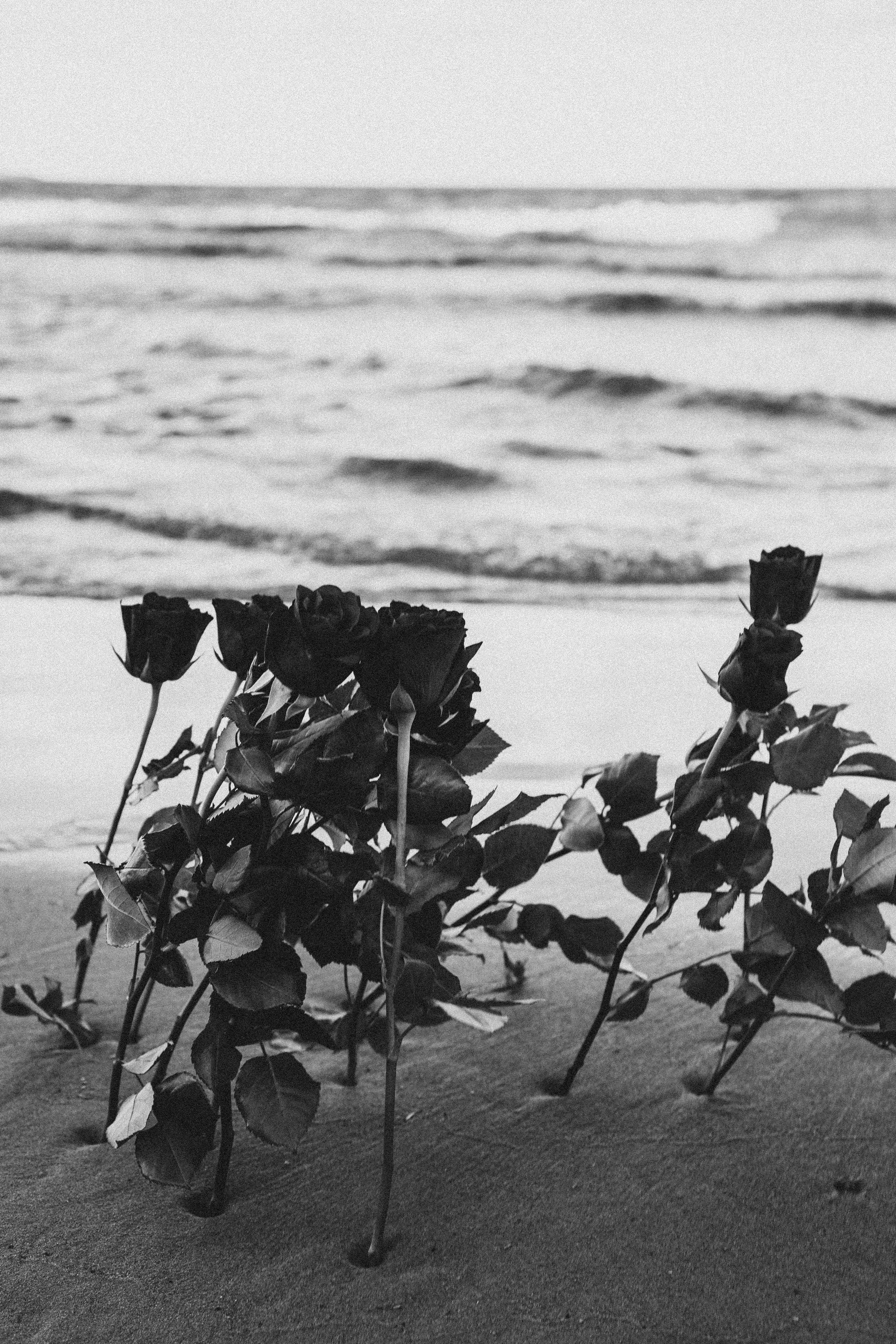 Розы. Профессиональный фотограф, Санкт-Петербург — Виктория Богомолова