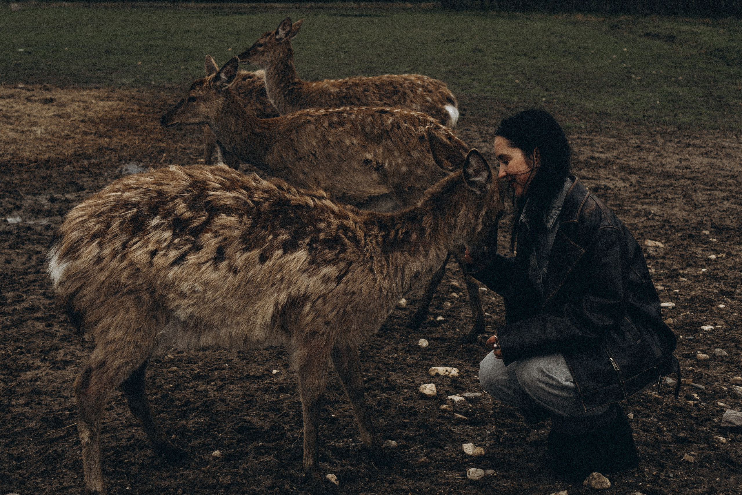 ОЛЕНЬЯ ФЕРМА В ТВЕРИ. Профессиональный фотограф, Санкт-Петербург — Виктория Богомолова
