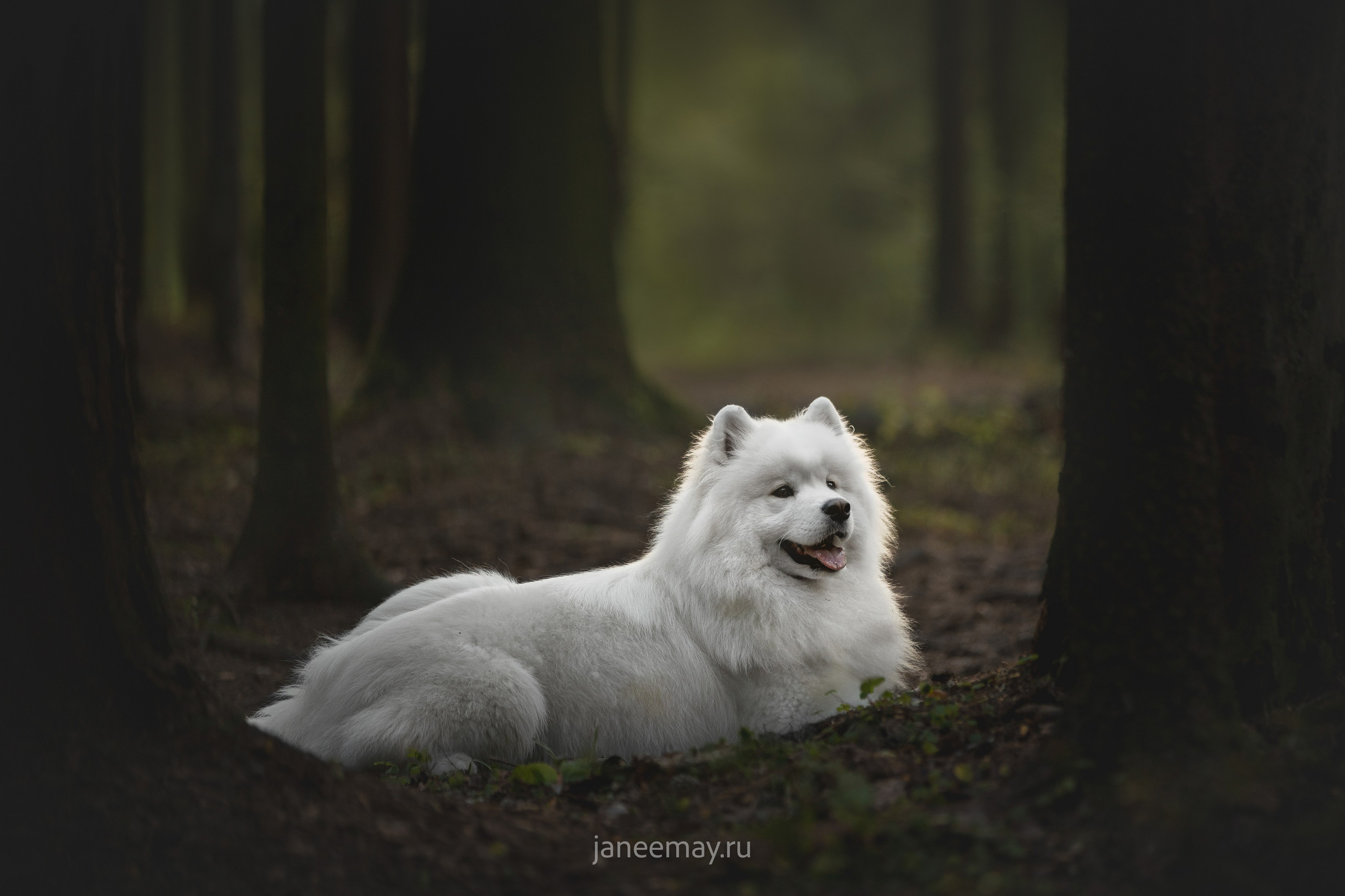 Галерея. Фотограф анималист в Москве Майорова Евгения