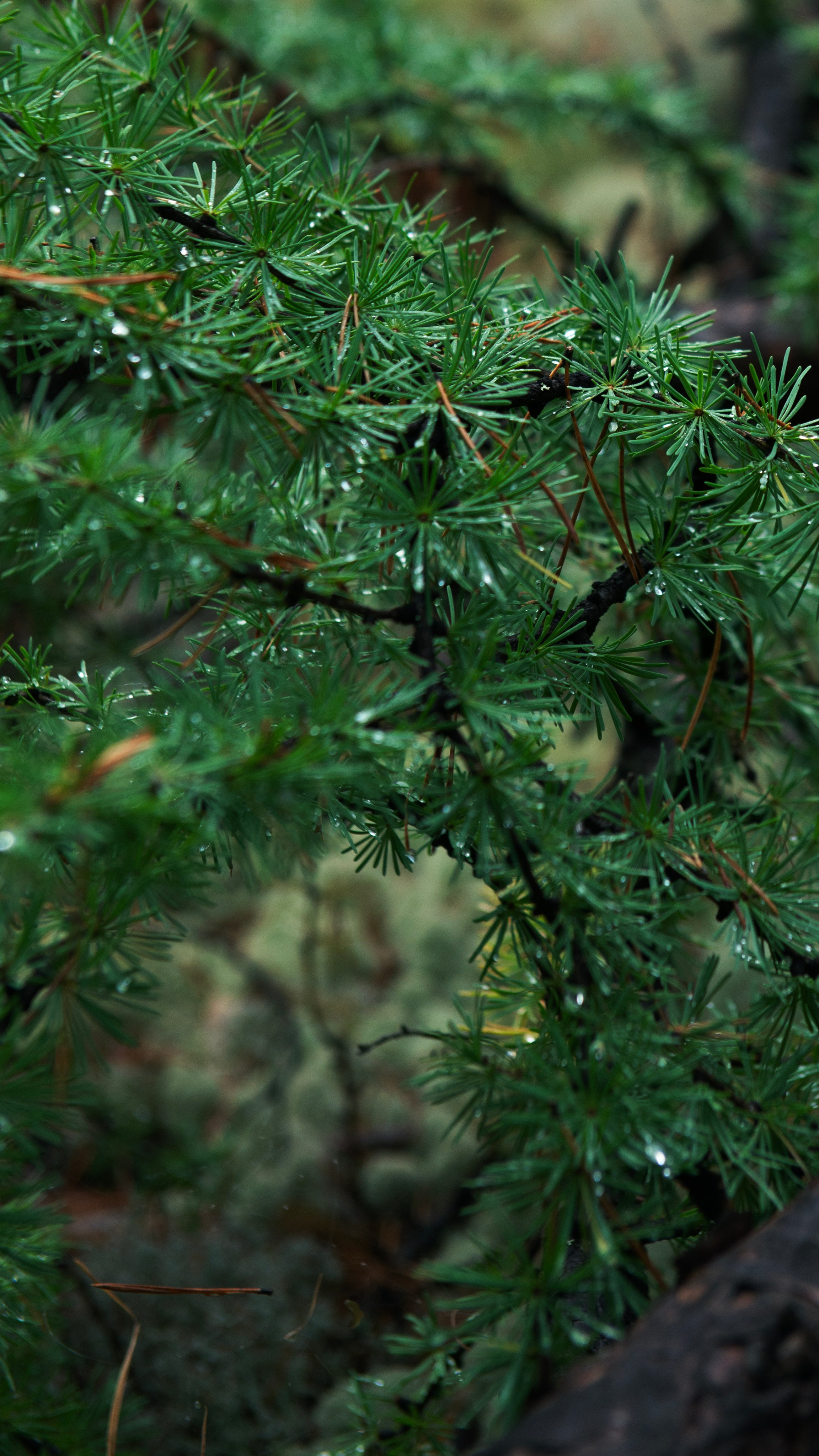 Ну вот как эту красоту не показать? А точнее, как о ней рассказать, если не показать?. Предметный фотограф и ретушер Улан-Удэ Алла Белова