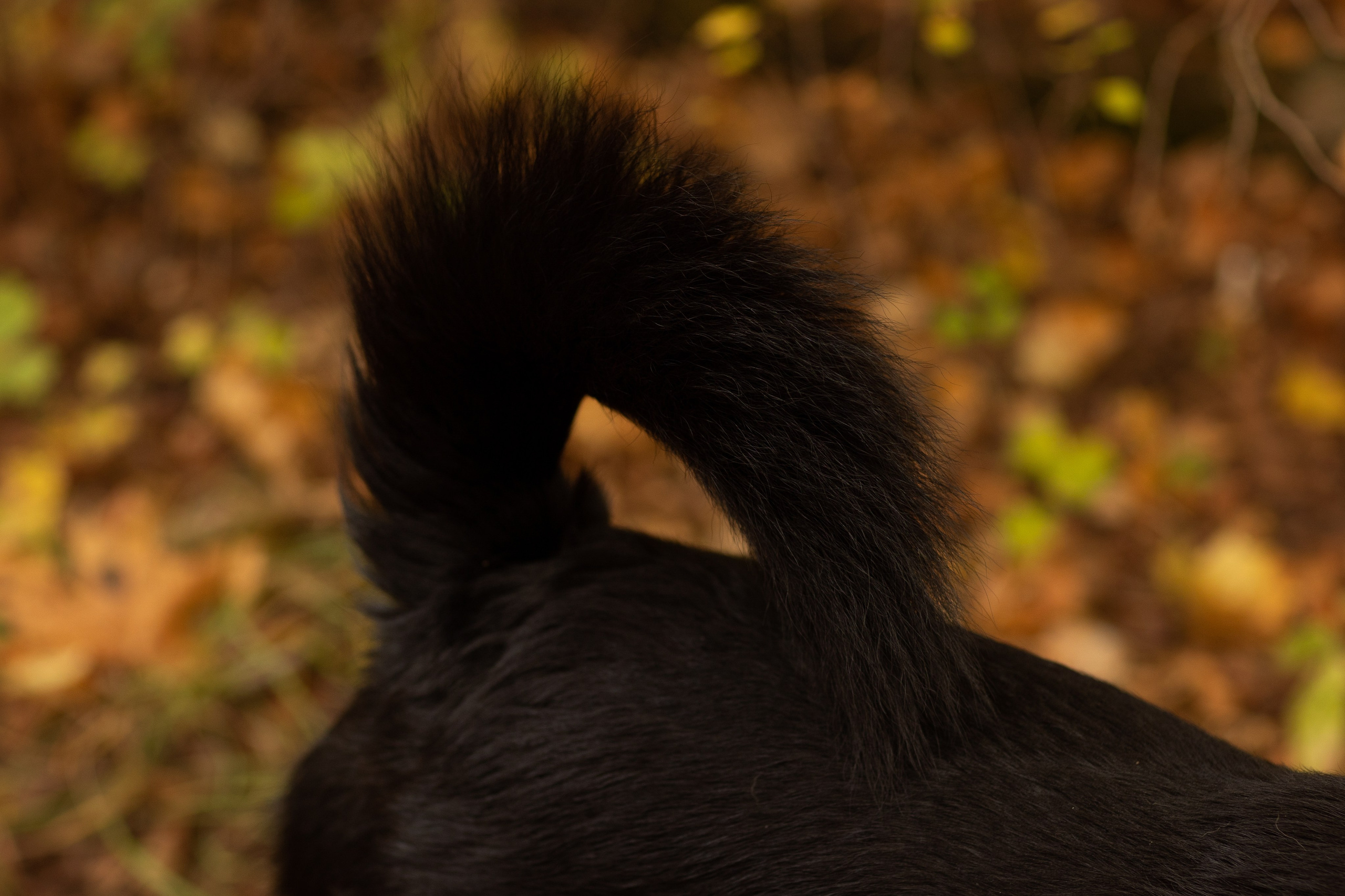 Анастасия и Балу. Фотограф — Анималист Наталья Тямушева