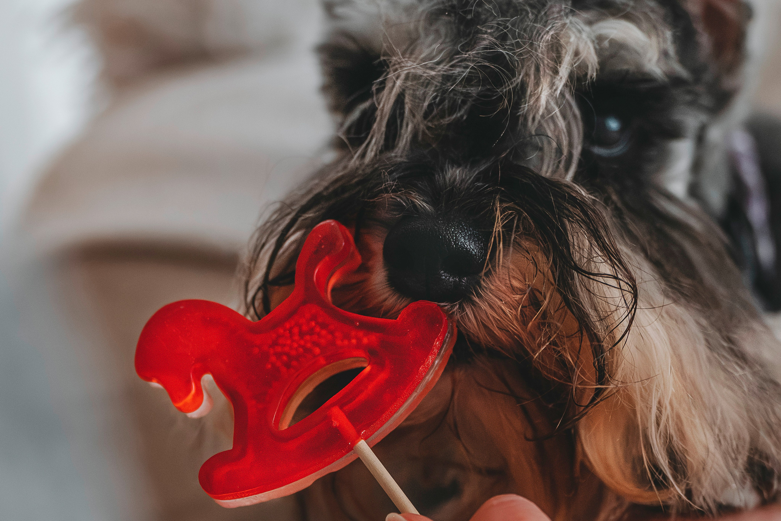 Ольга и Сатори. Фотограф анималист в Спб недорого Олеся Майорова