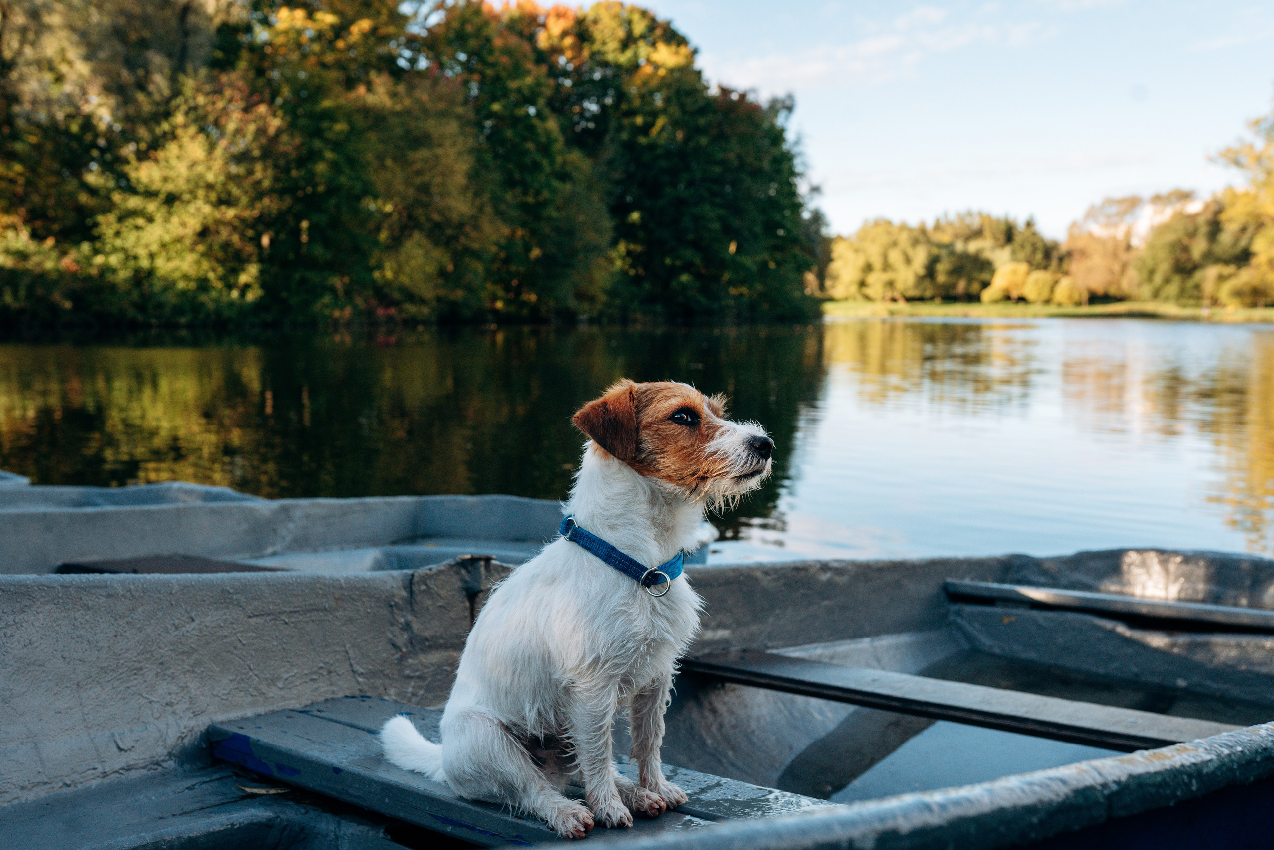 Фотосессия с маленькой собакой Спб. Фотограф анималист в Спб недорого Олеся Майорова