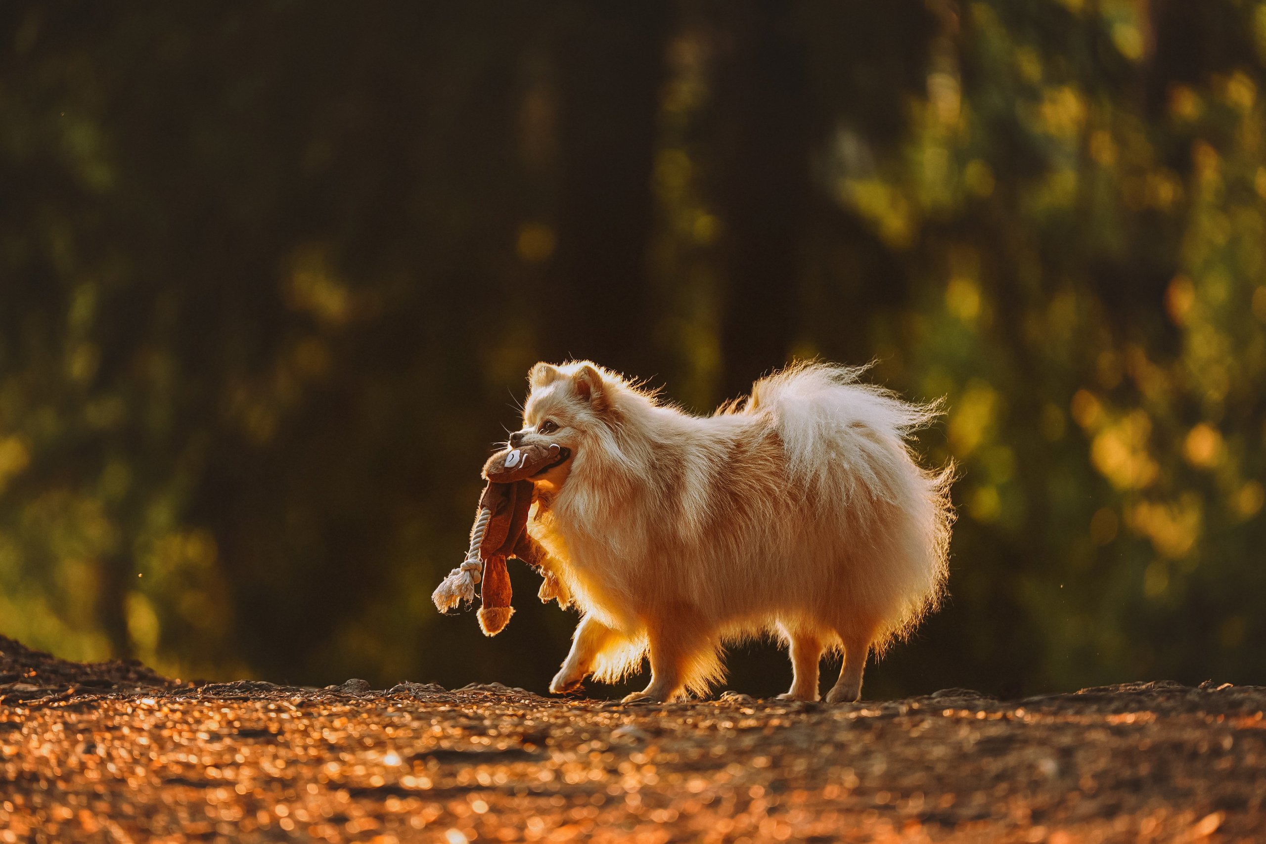 Фотосессия с собачкой в лесу. Фотограф анималист в Спб недорого Олеся Майорова