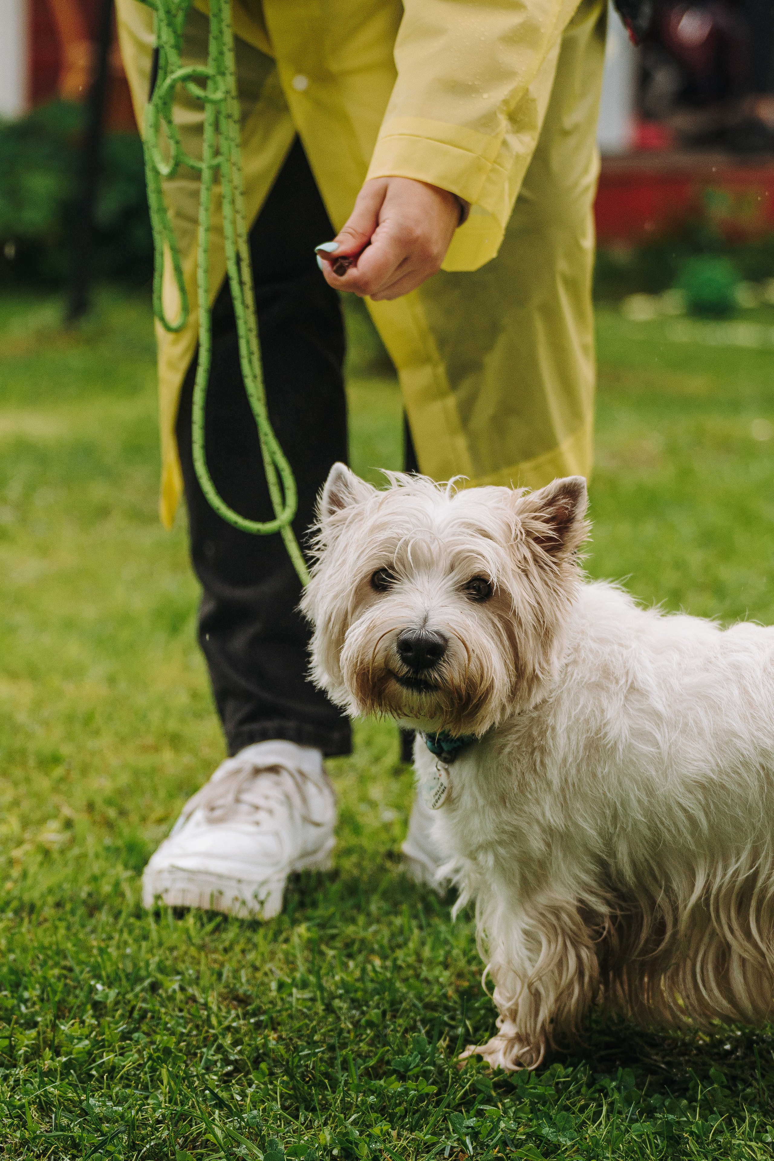 Соревнования по ноузворку в Новожилово. Фотограф анималист в Спб недорого Олеся Майорова