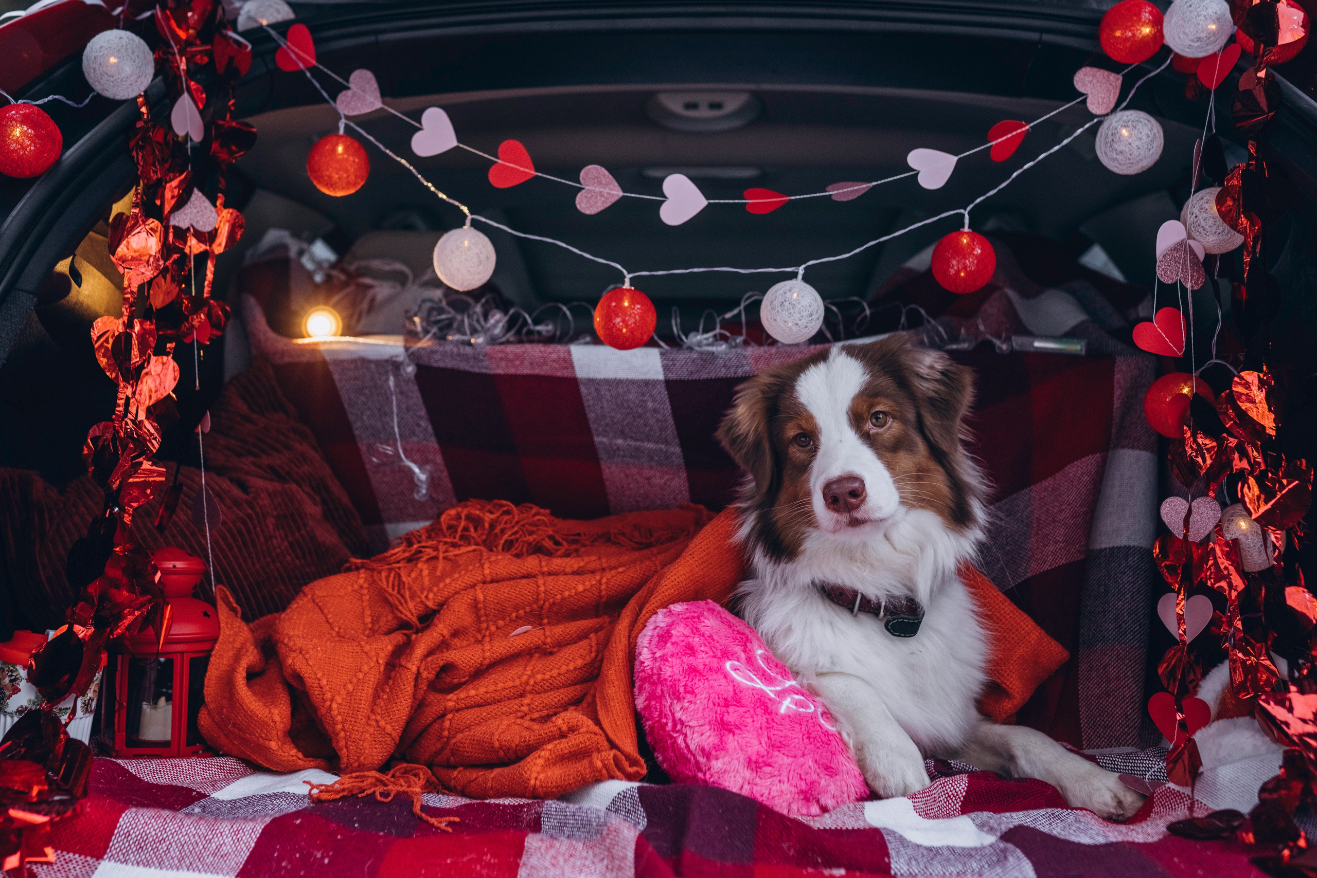 Фотодень Святого Валентина. Фотограф анималист в Спб недорого Олеся Майорова