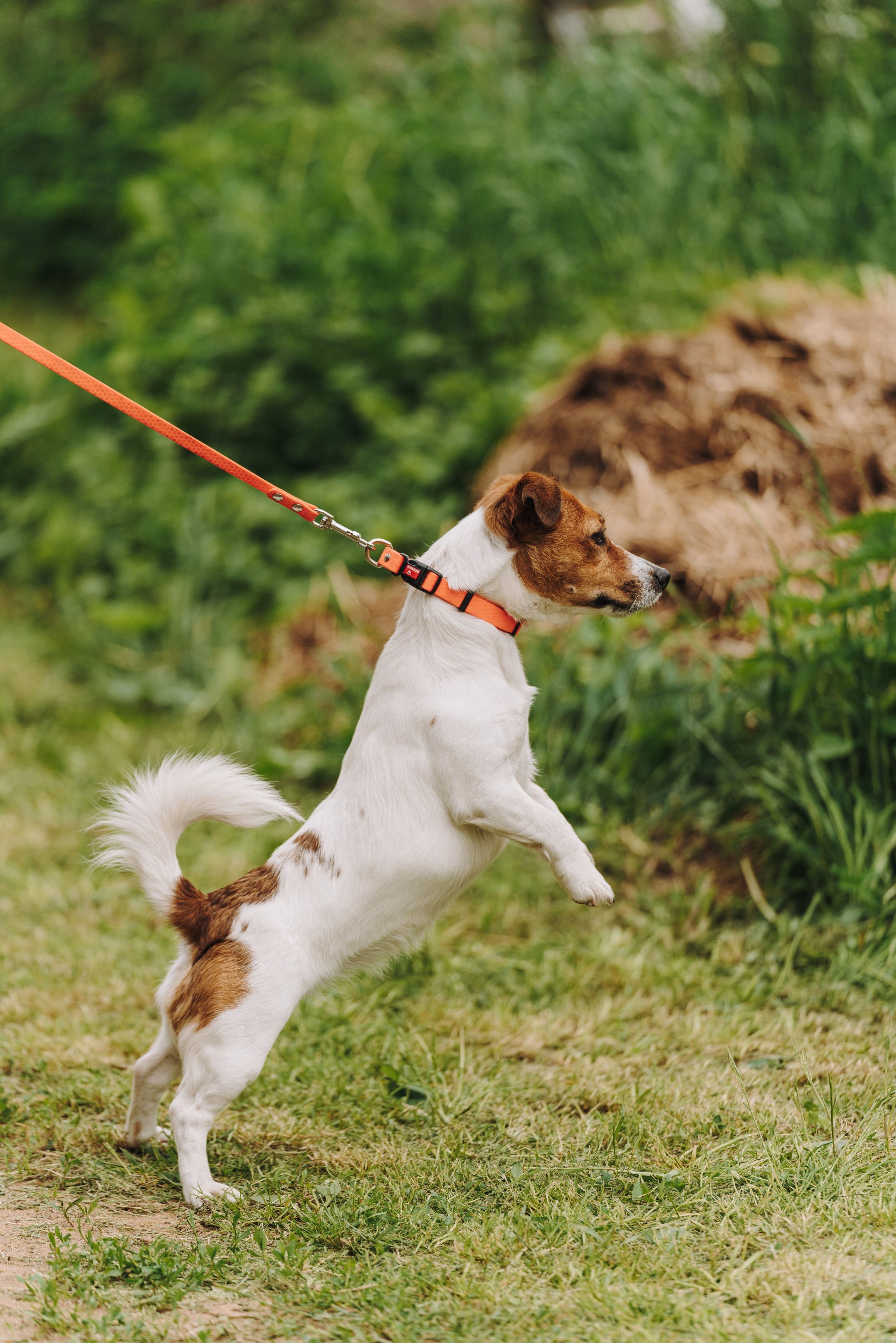 Соревнования по ноузворку. Фотограф анималист в Спб недорого Олеся Майорова