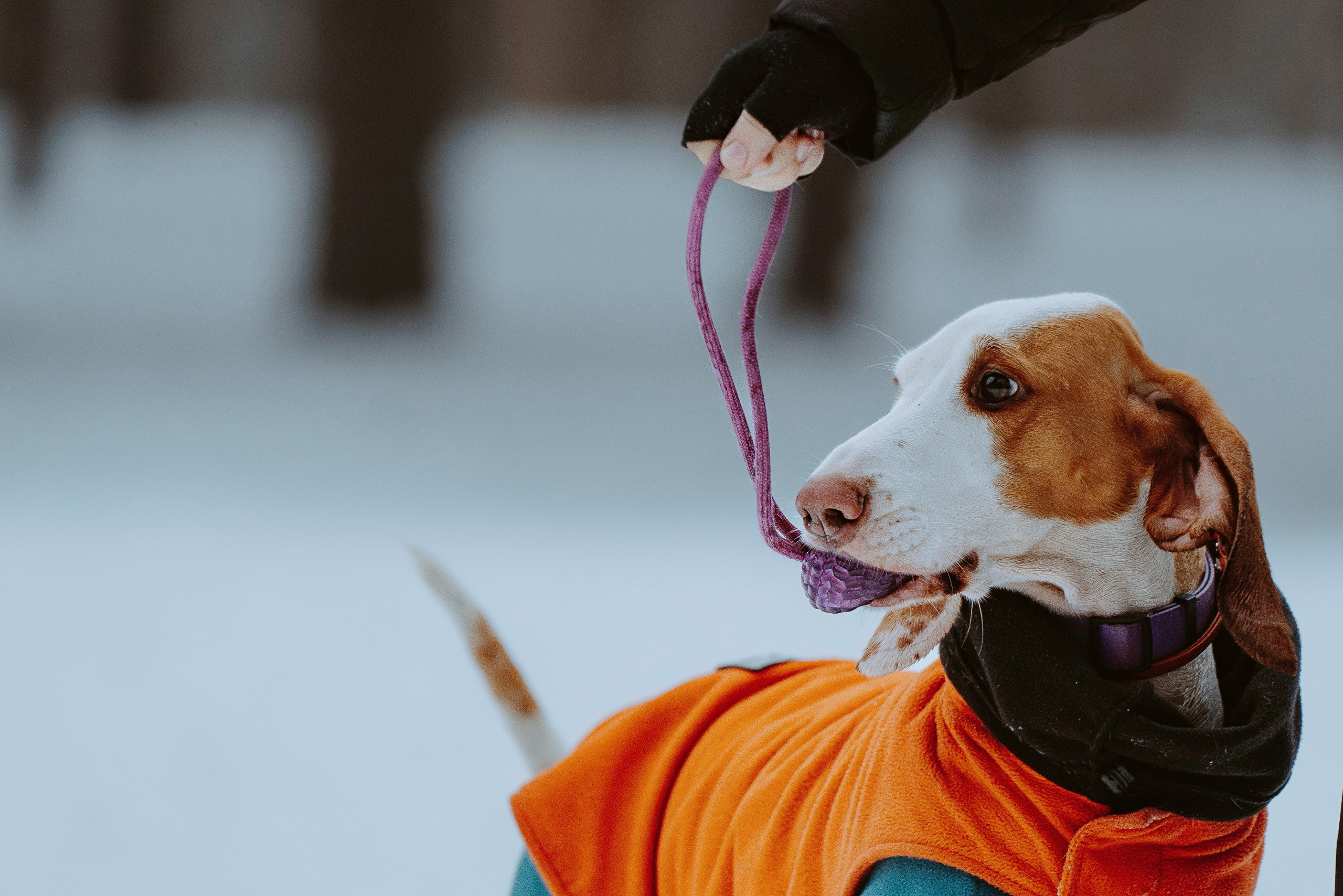 Ольга, Рора и Румпель. Фотограф анималист в Спб недорого Олеся Майорова