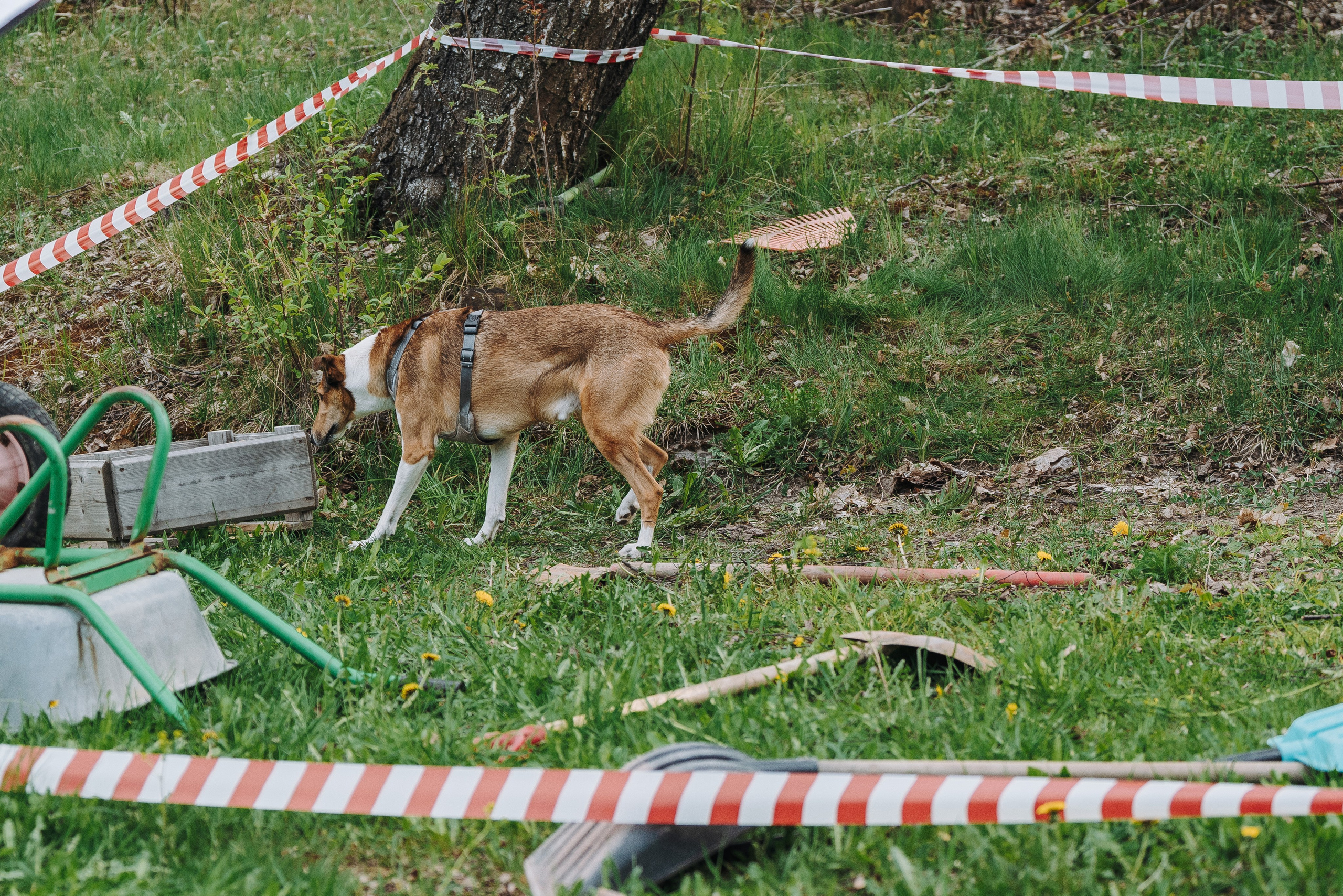 Соревнования по ноузворку в Лосево. Фотограф анималист в Спб недорого Олеся Майорова