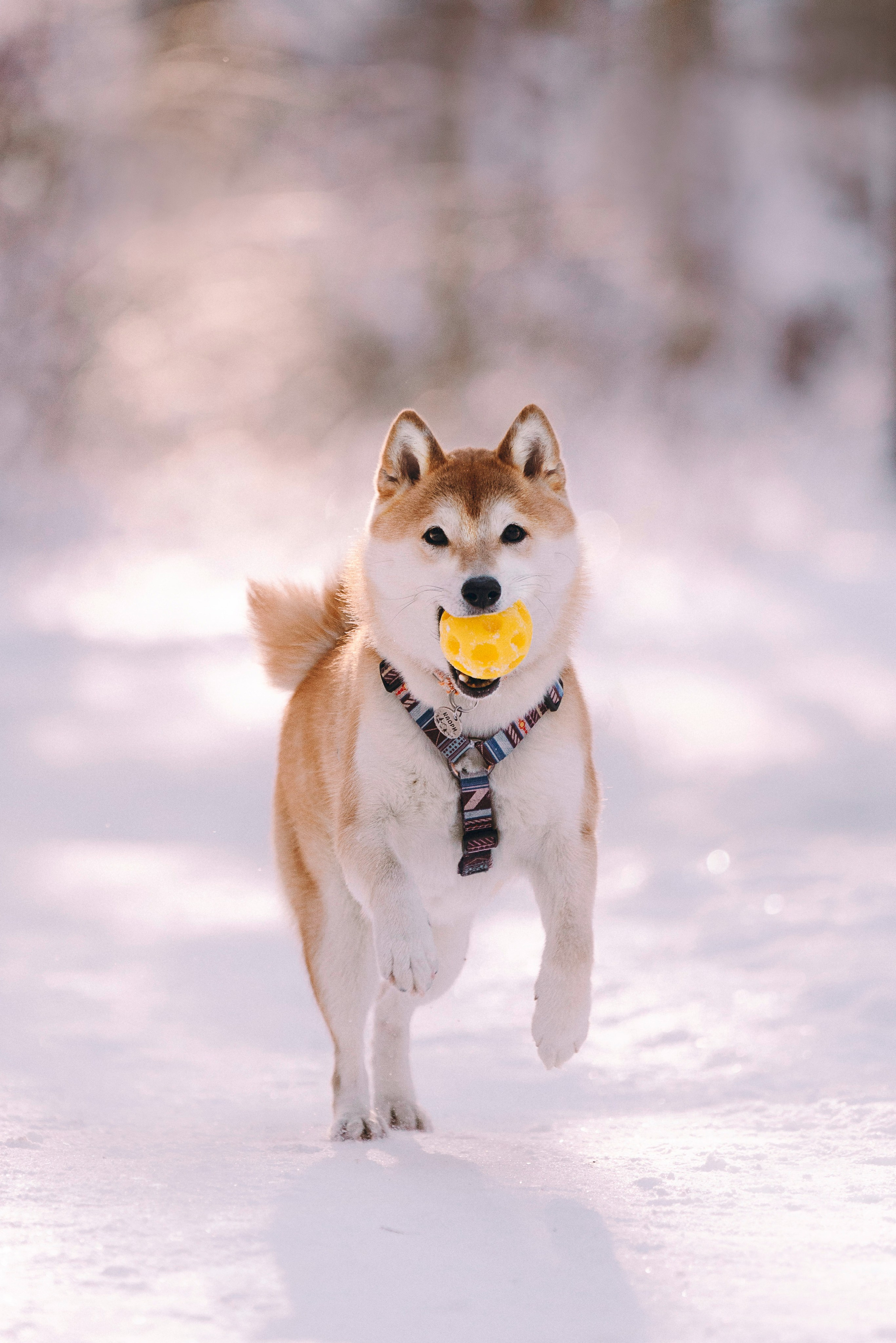 Каори, Анна и Антон. Фотограф анималист в Спб недорого Олеся Майорова