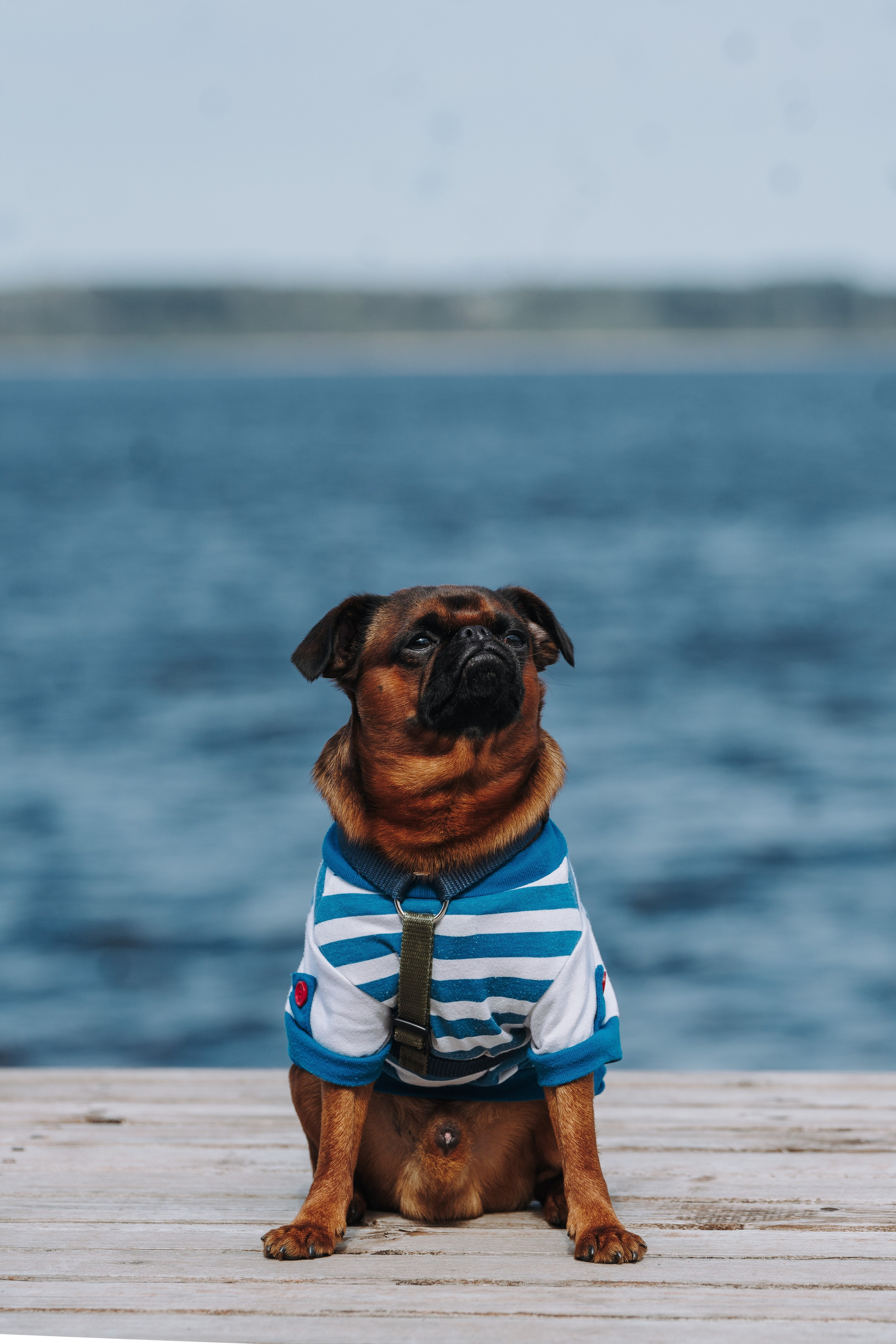 Соревнования по ноузворку в Лосево. Фотограф анималист в Спб недорого Олеся Майорова