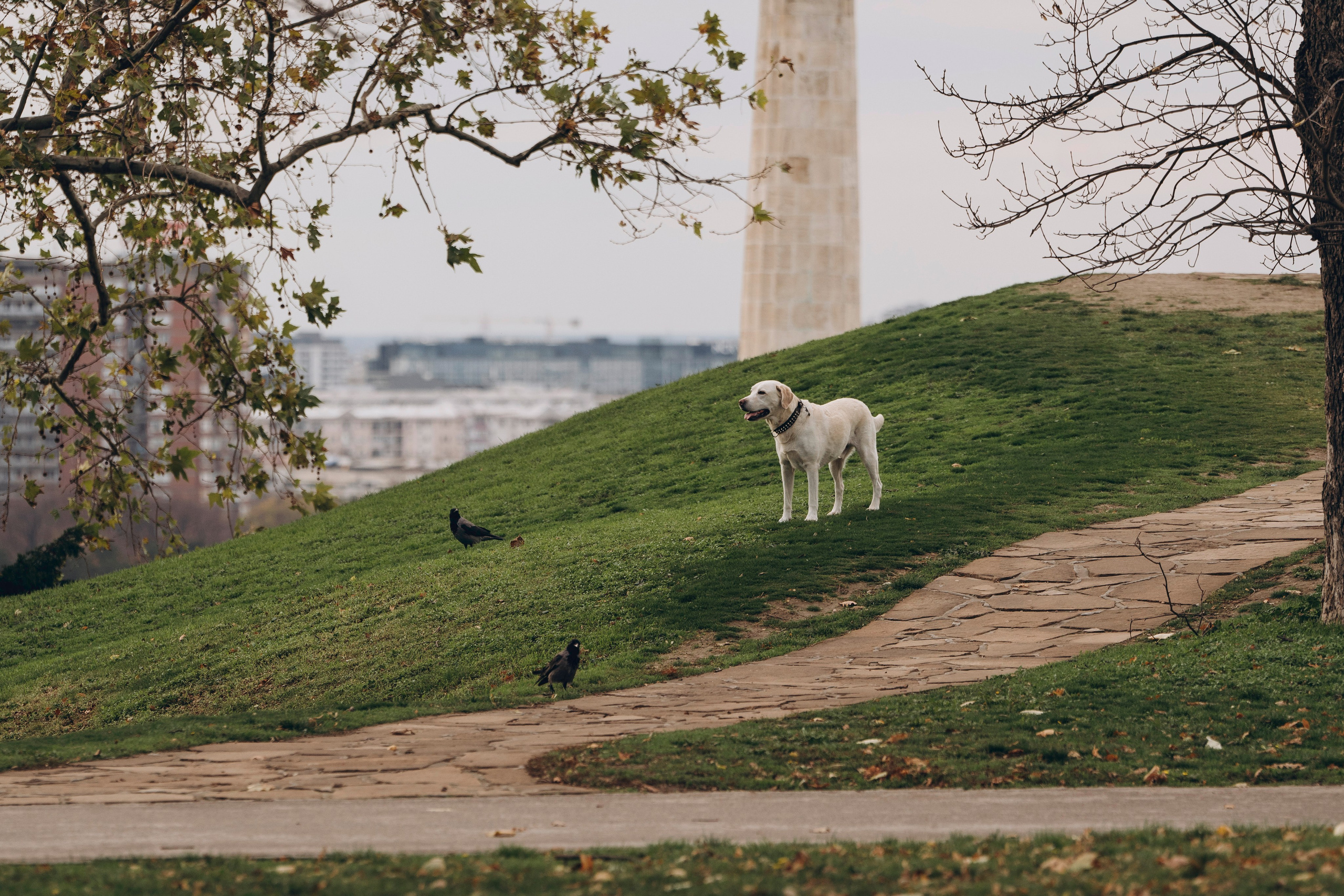 Вати, Лена и Леван. Фотограф анималист в Спб недорого Олеся Майорова