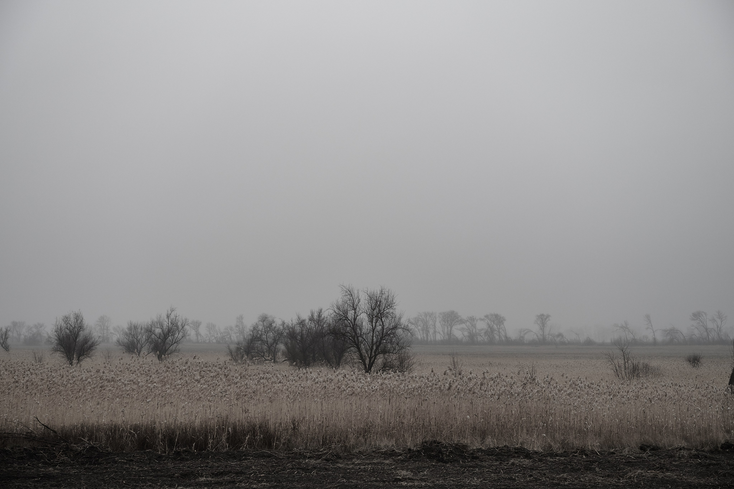 Дорога домой. Туман. Фотограф Роман Адлер