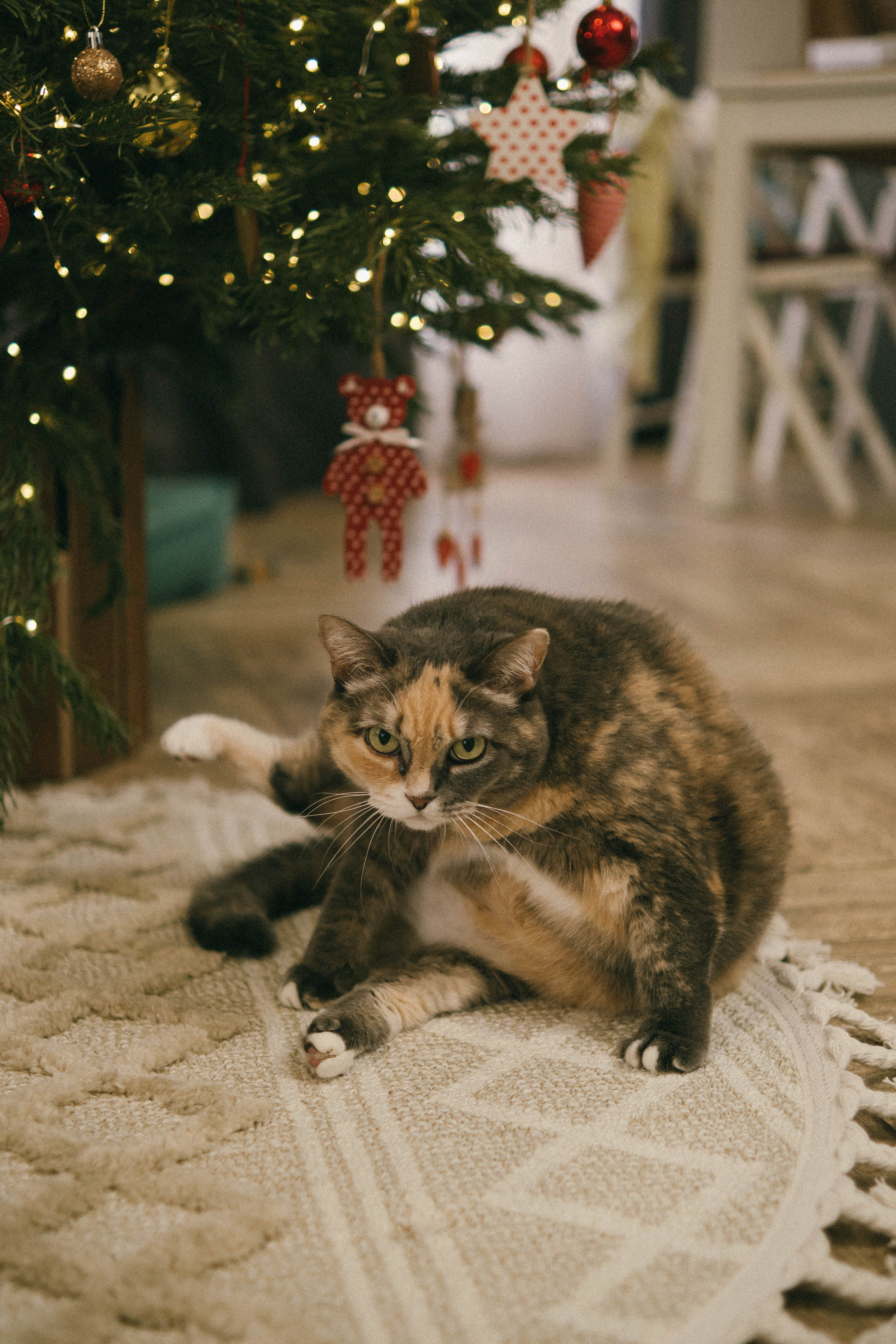 Оксана, Костя и Злата (2026). Анна Демидова — фотография для жизни и бизнеса в Абакане