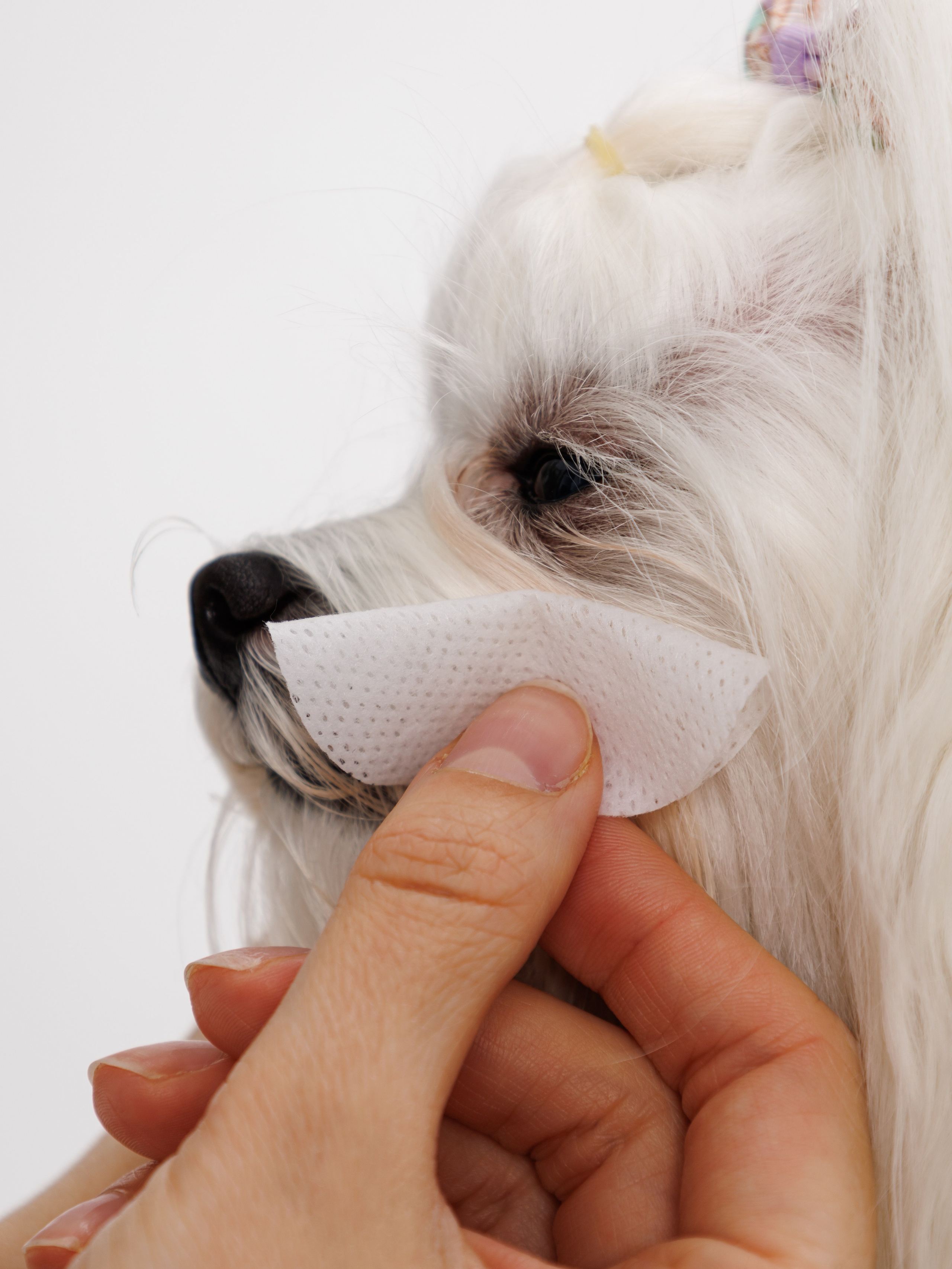 Съемка с животными. Главная