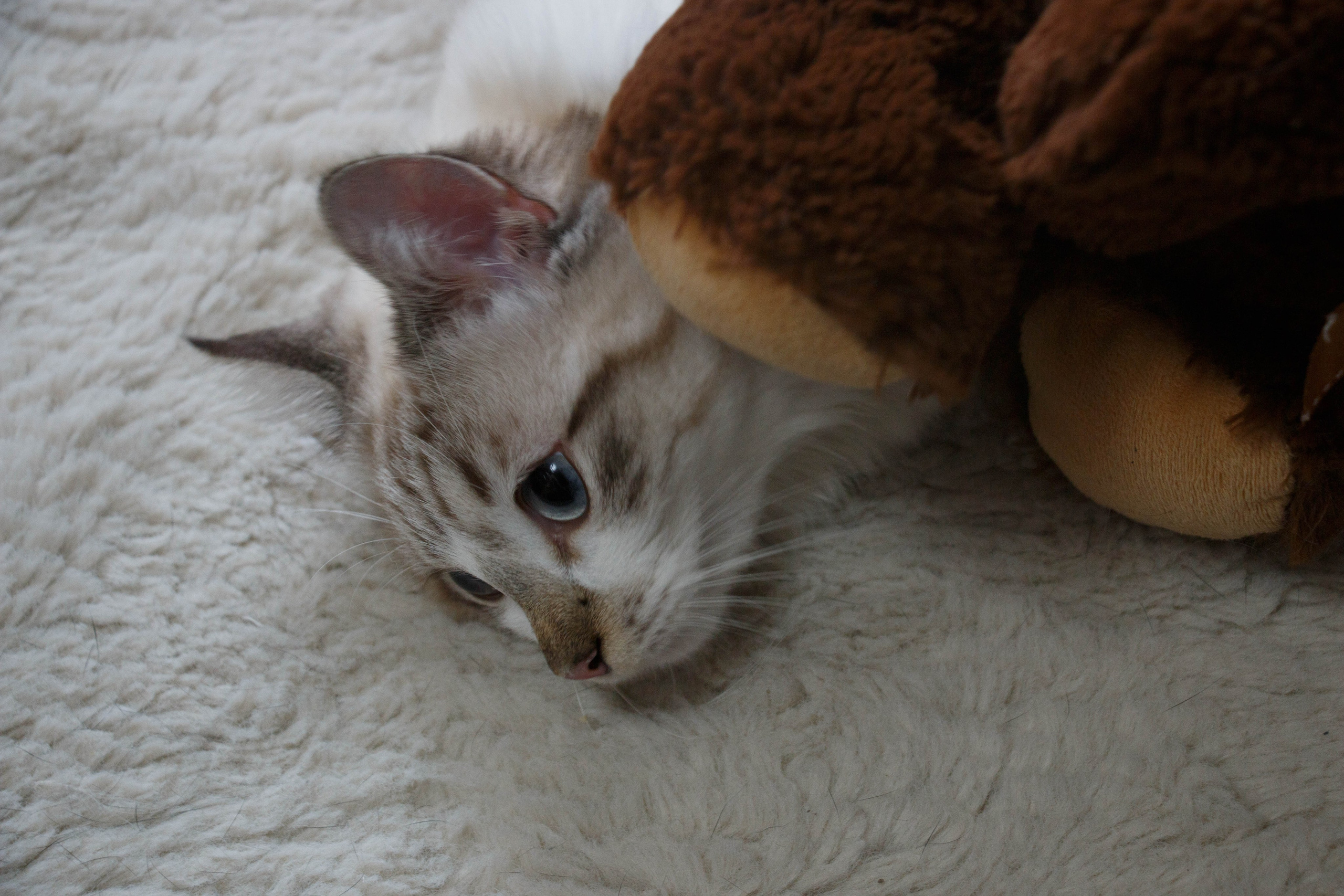 Kristina & Miya. Бережно сохраняю ваши чувства и истории на своих фотографиях