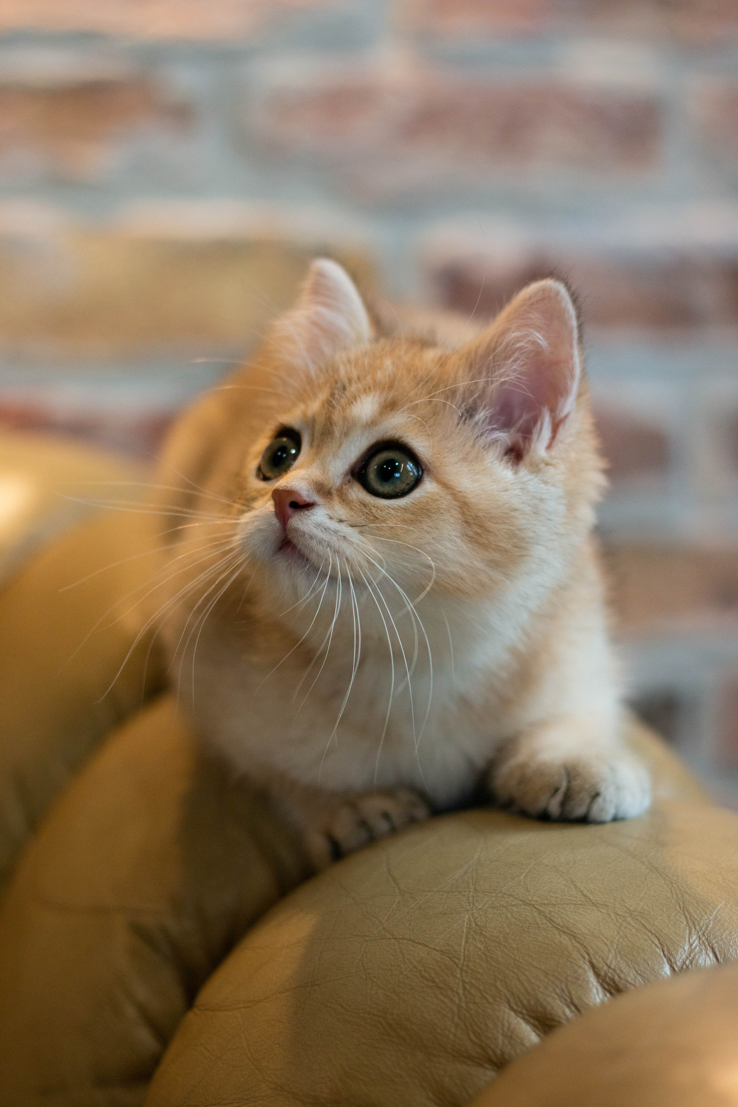 MILANA & RUFUS. Бережно сохраняю ваши чувства и истории на своих фотографиях