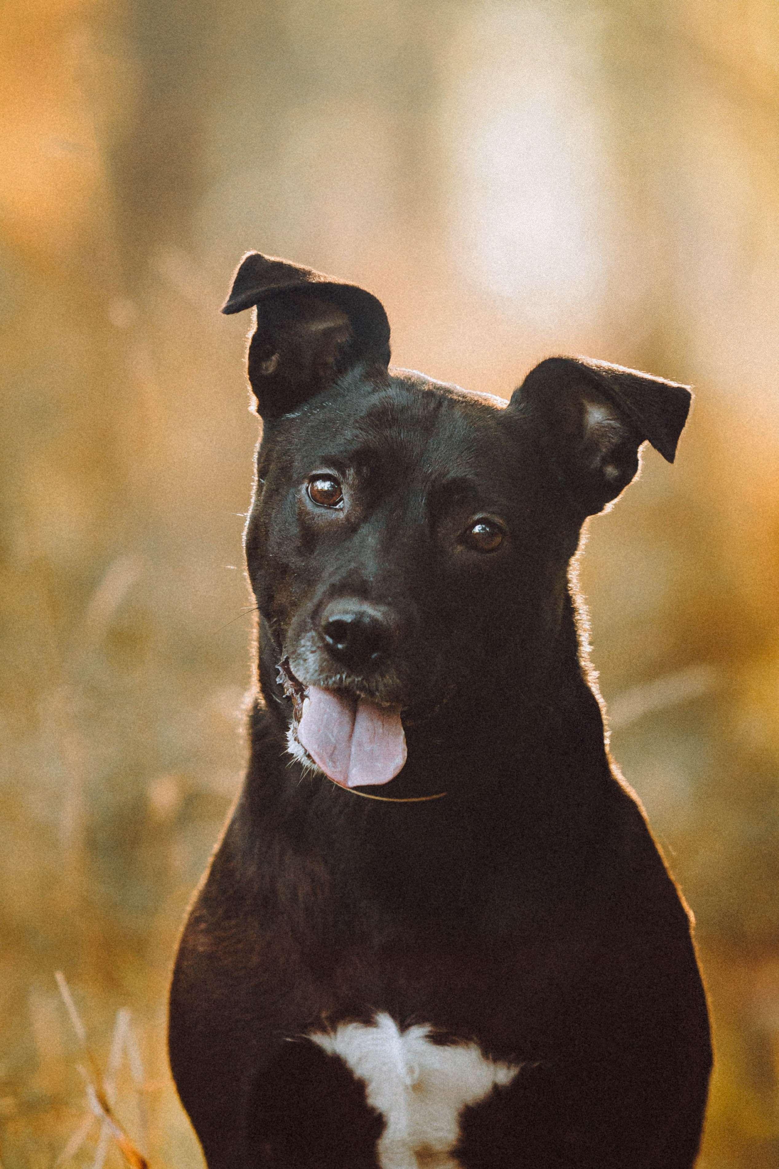 Ксюша, Ваня и Рамона