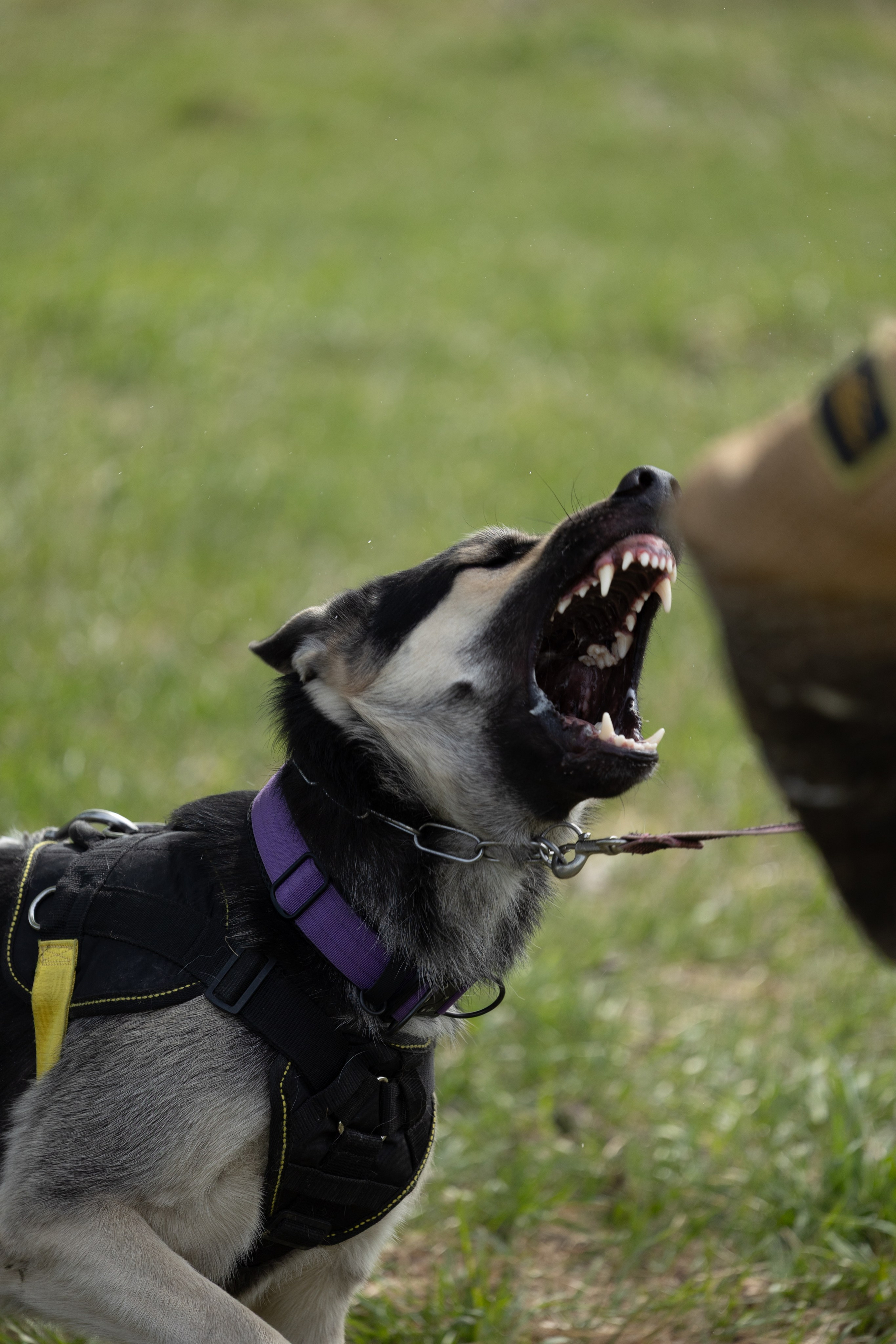 Тренинг по защите с Юрием Бояркиным г. Иркутск. Фотограф-анималист|Иркутск