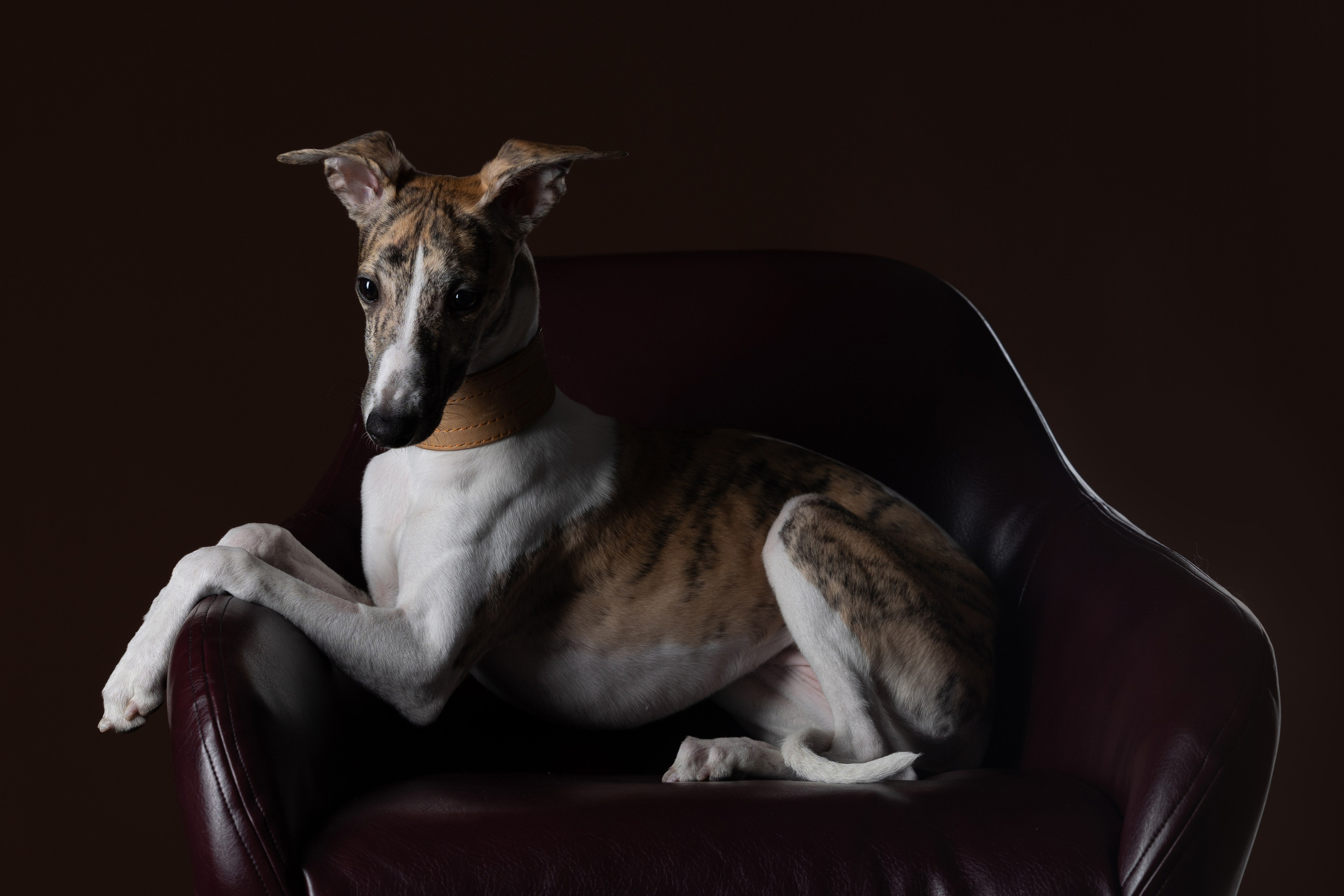 Студия. Фотограф-анималист|Иркутск