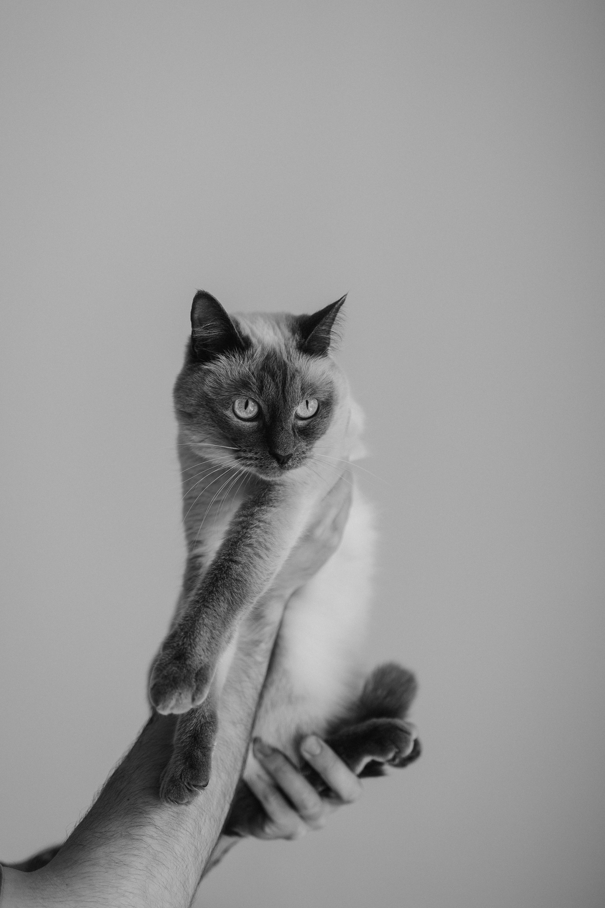 Бэлла, Деми и Луна. Фотораф — анималист Мария Шистка