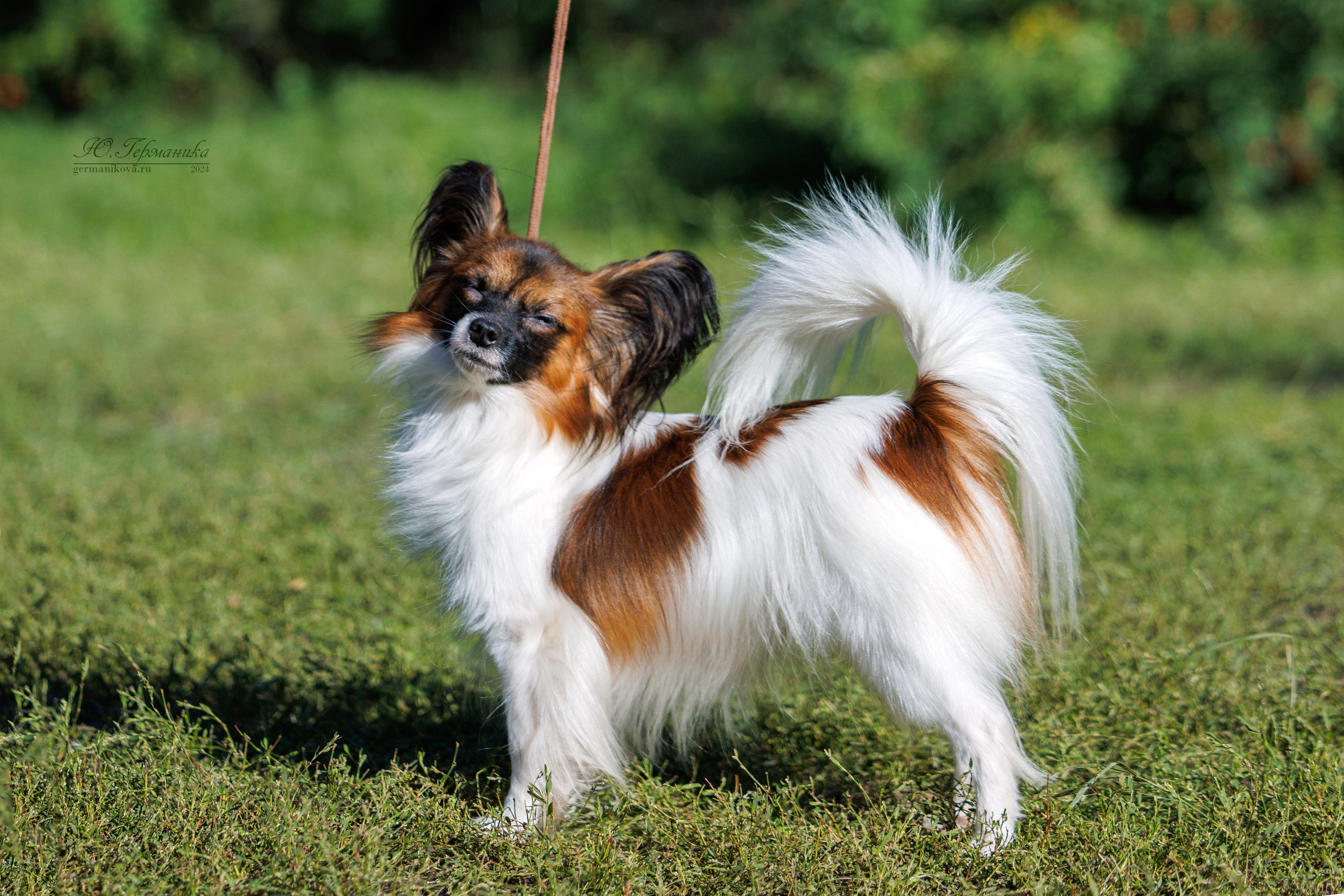 Астана 2хCACIB 17-18.08.2024. Фотограф-анималист Юлия Германика