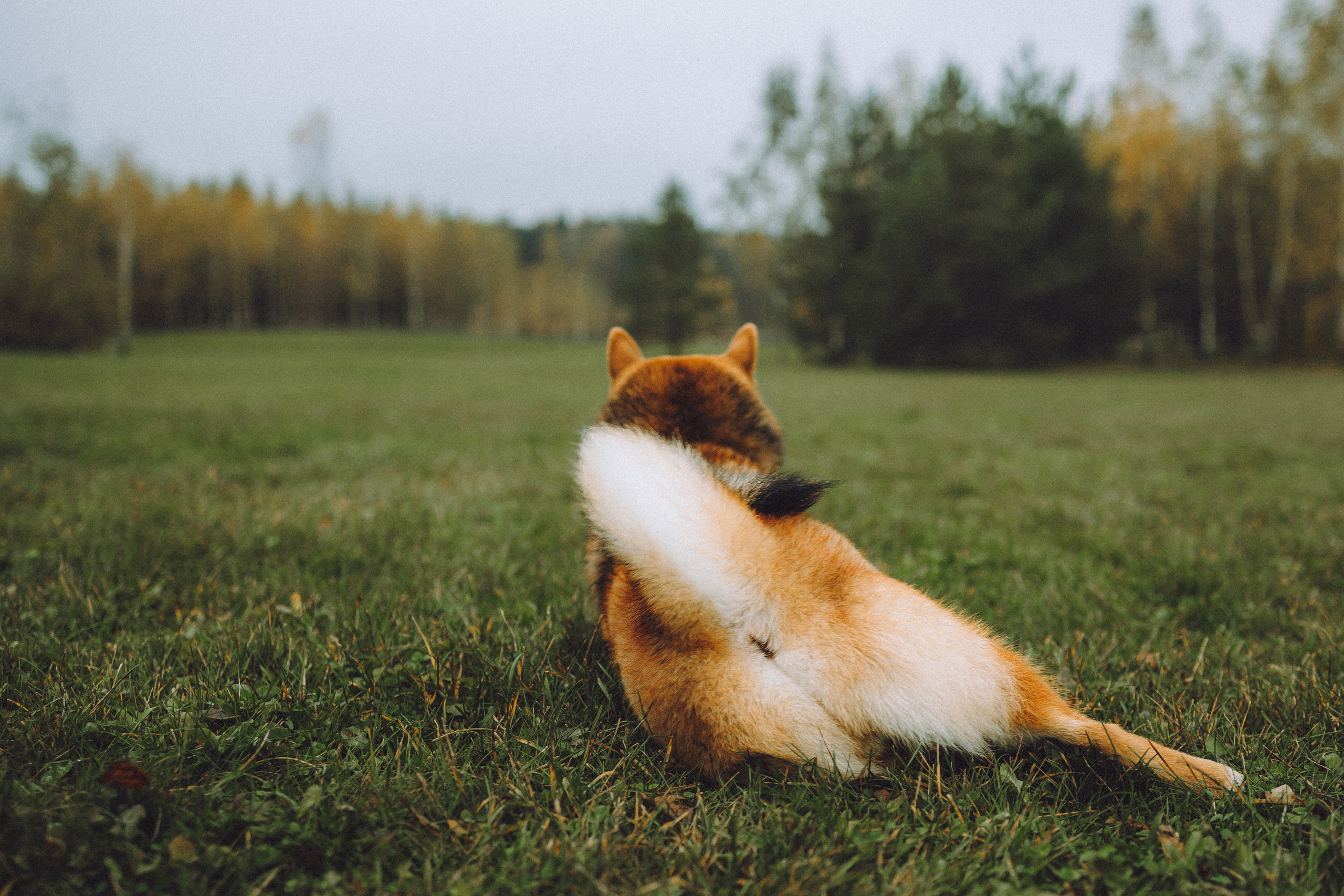 Настя, Юра и Скай