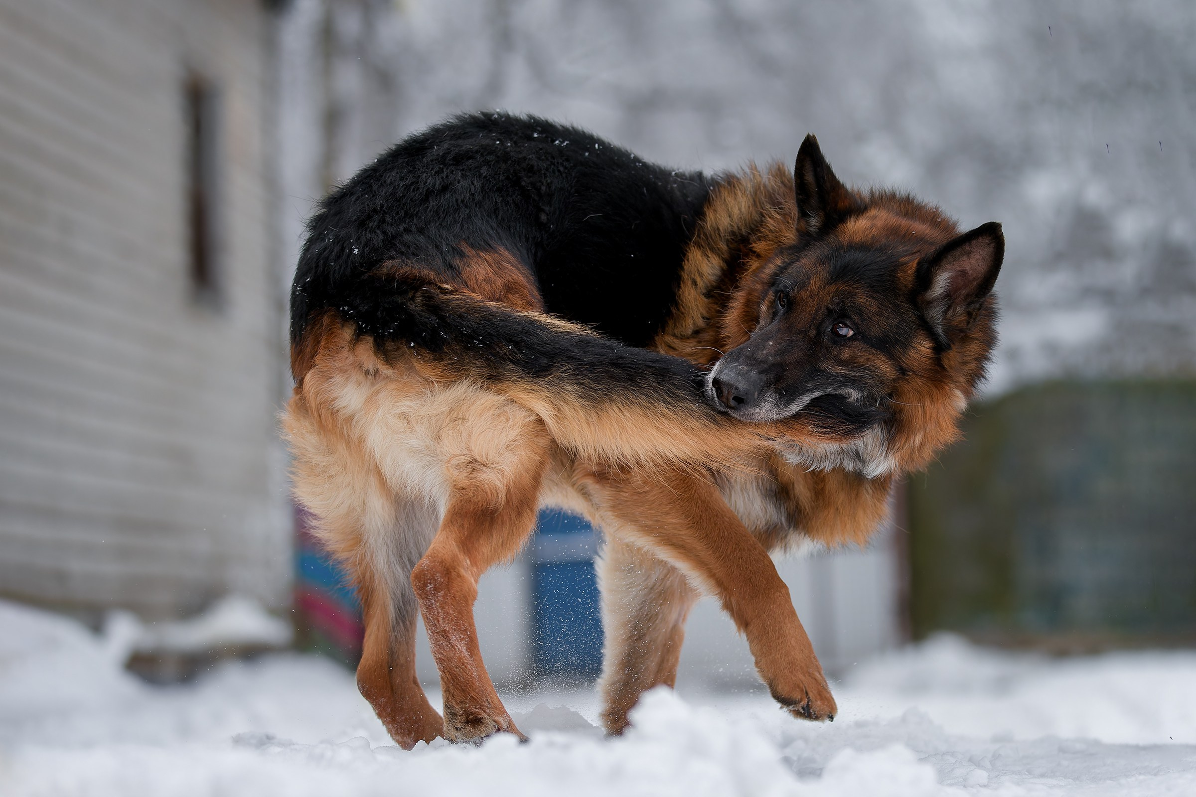 Собаки приюта Келтсские ангелы. Irenephoto.ru